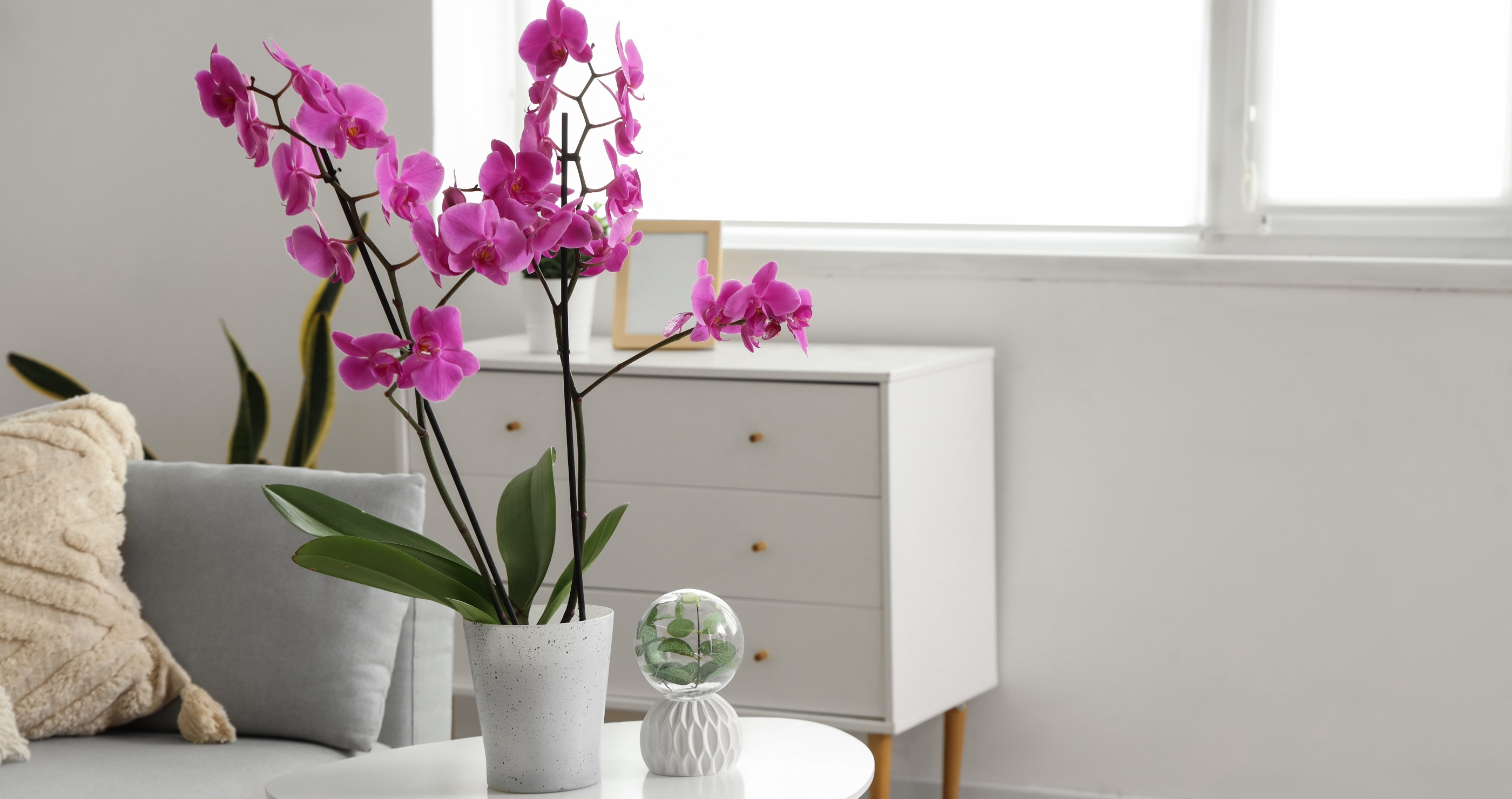 houseplants that benefit your health orchids