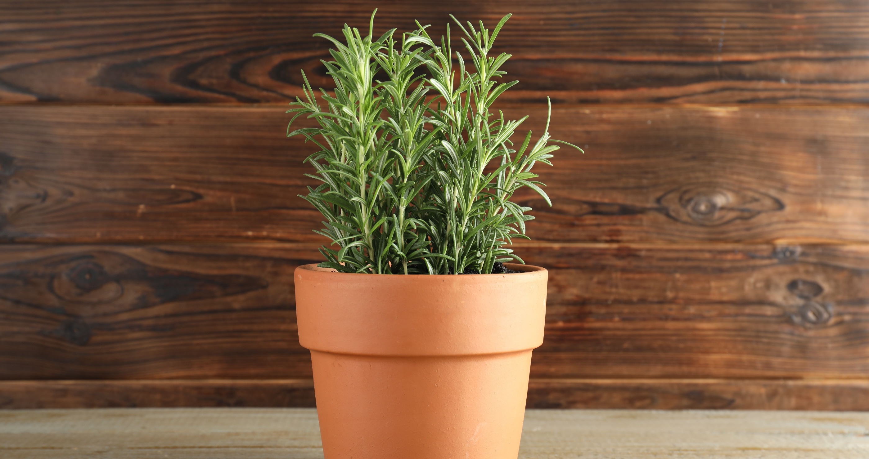 houseplants that benefit your health rosemary