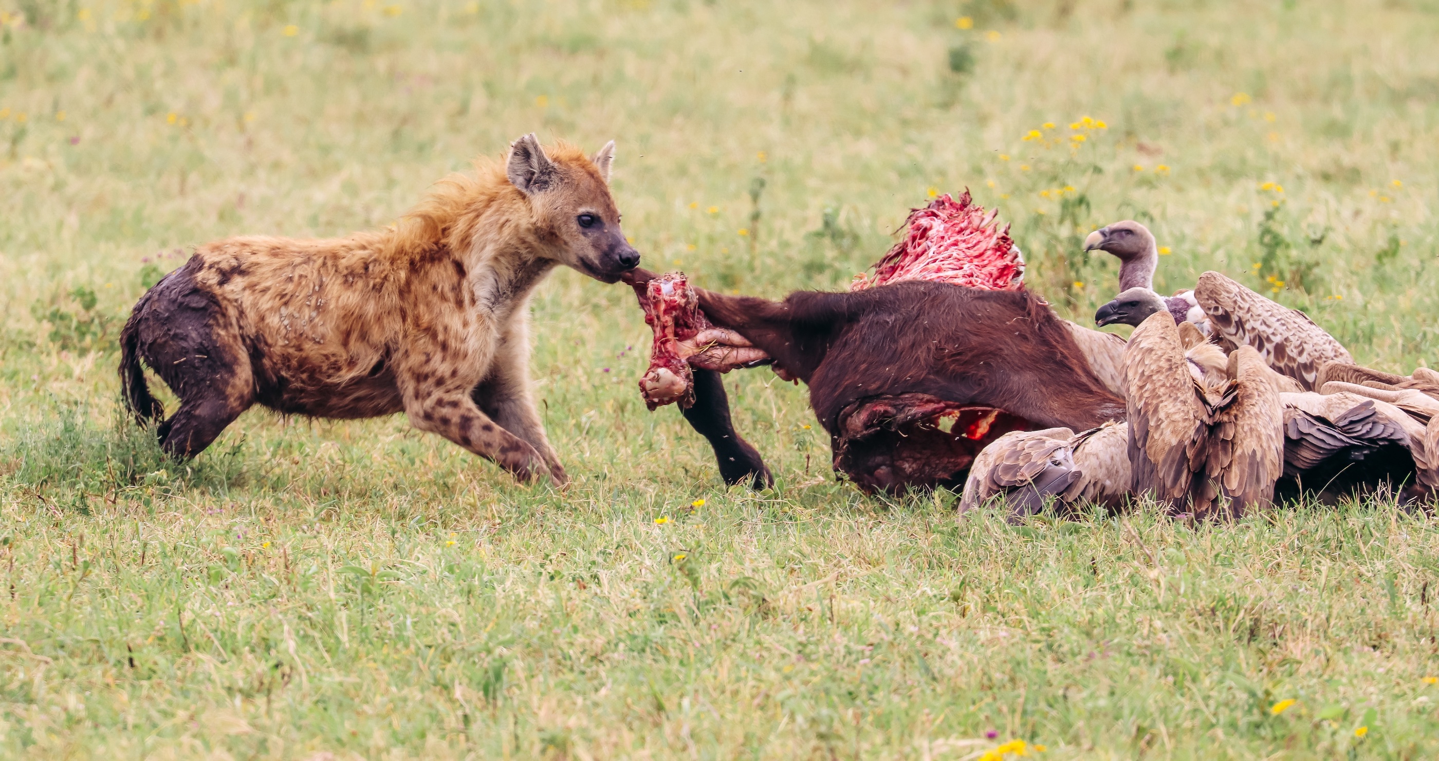 hyena eating carrion