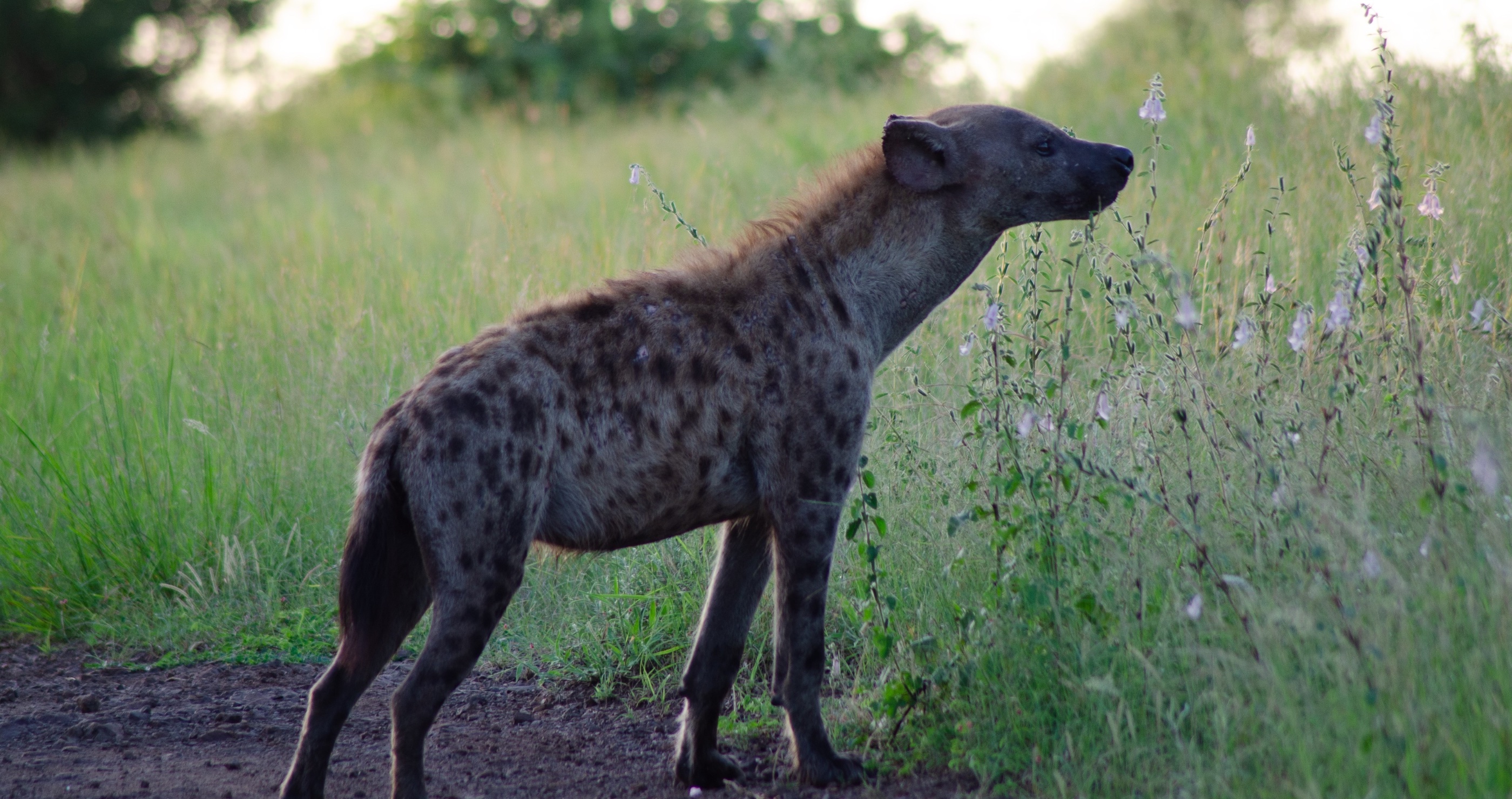 hyena facts