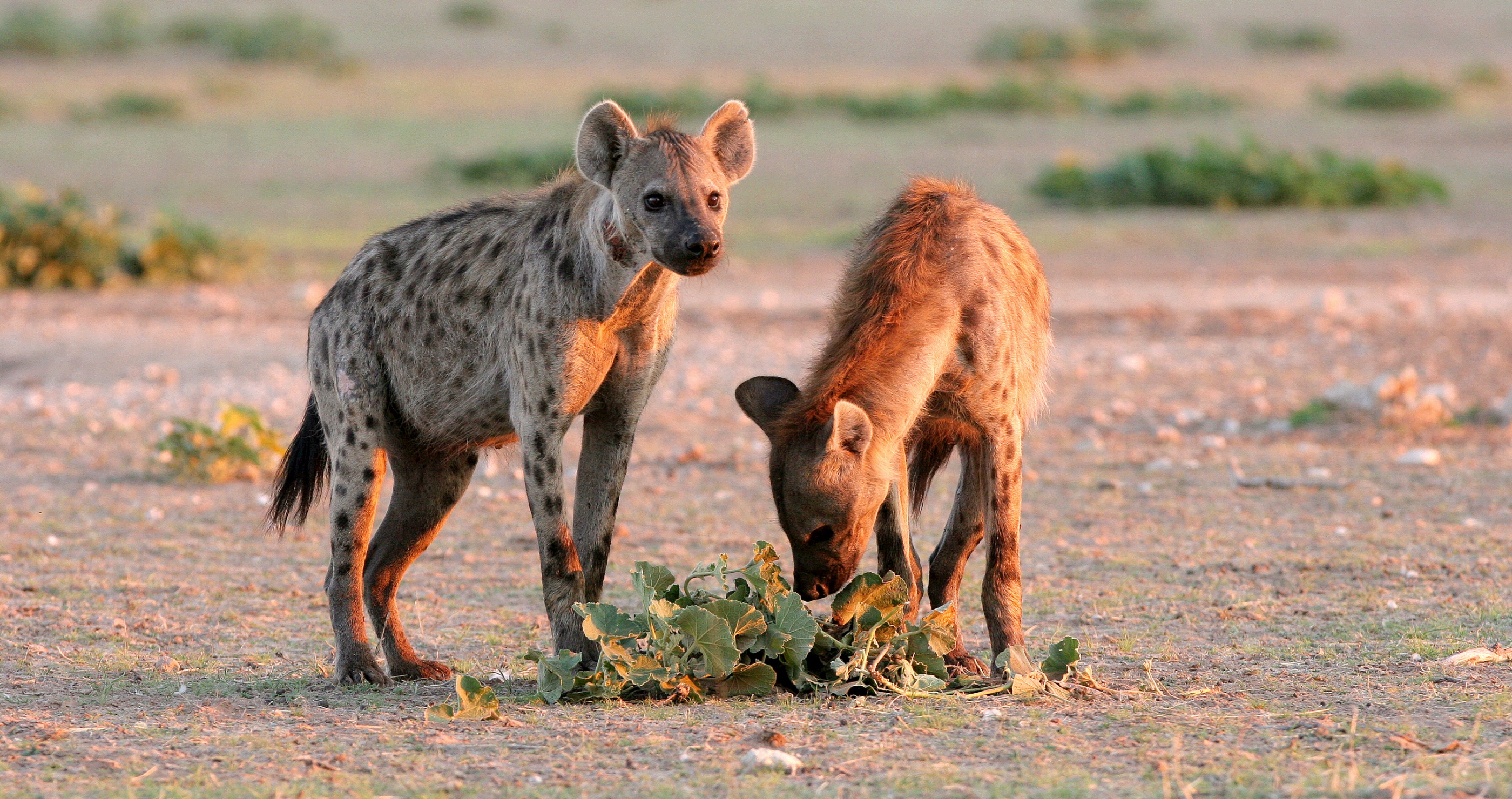 hyena facts they are not picky eaters