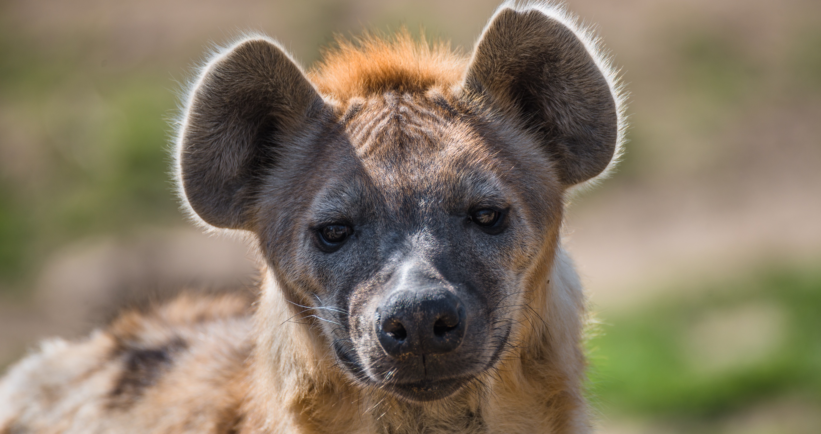 hyena facts they are really smart