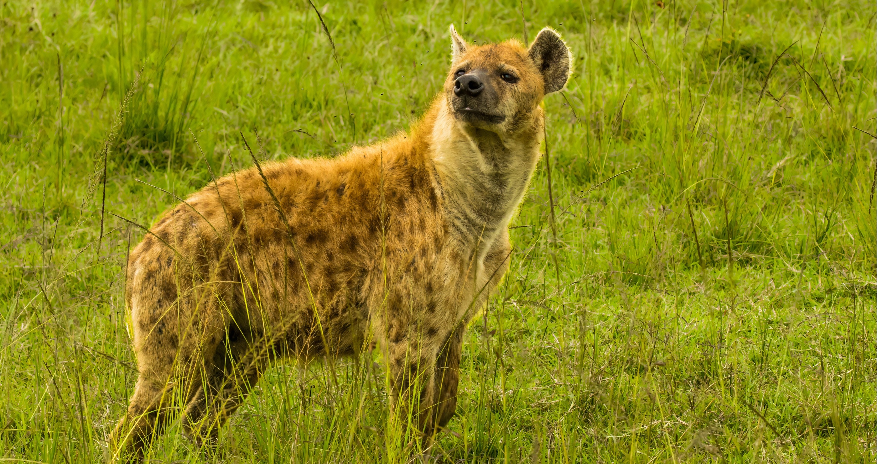 hyena facts