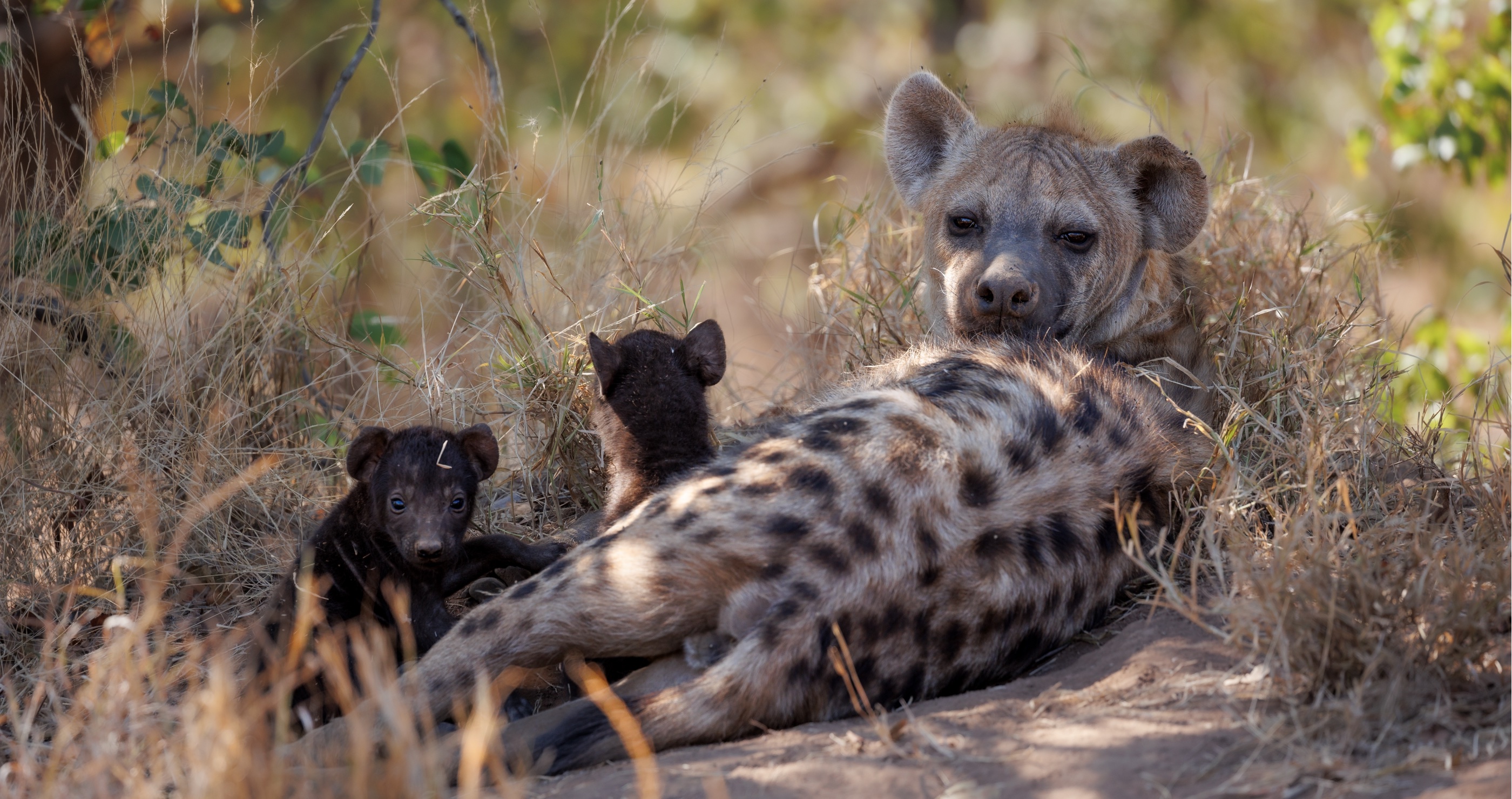 hyenas are great mothers