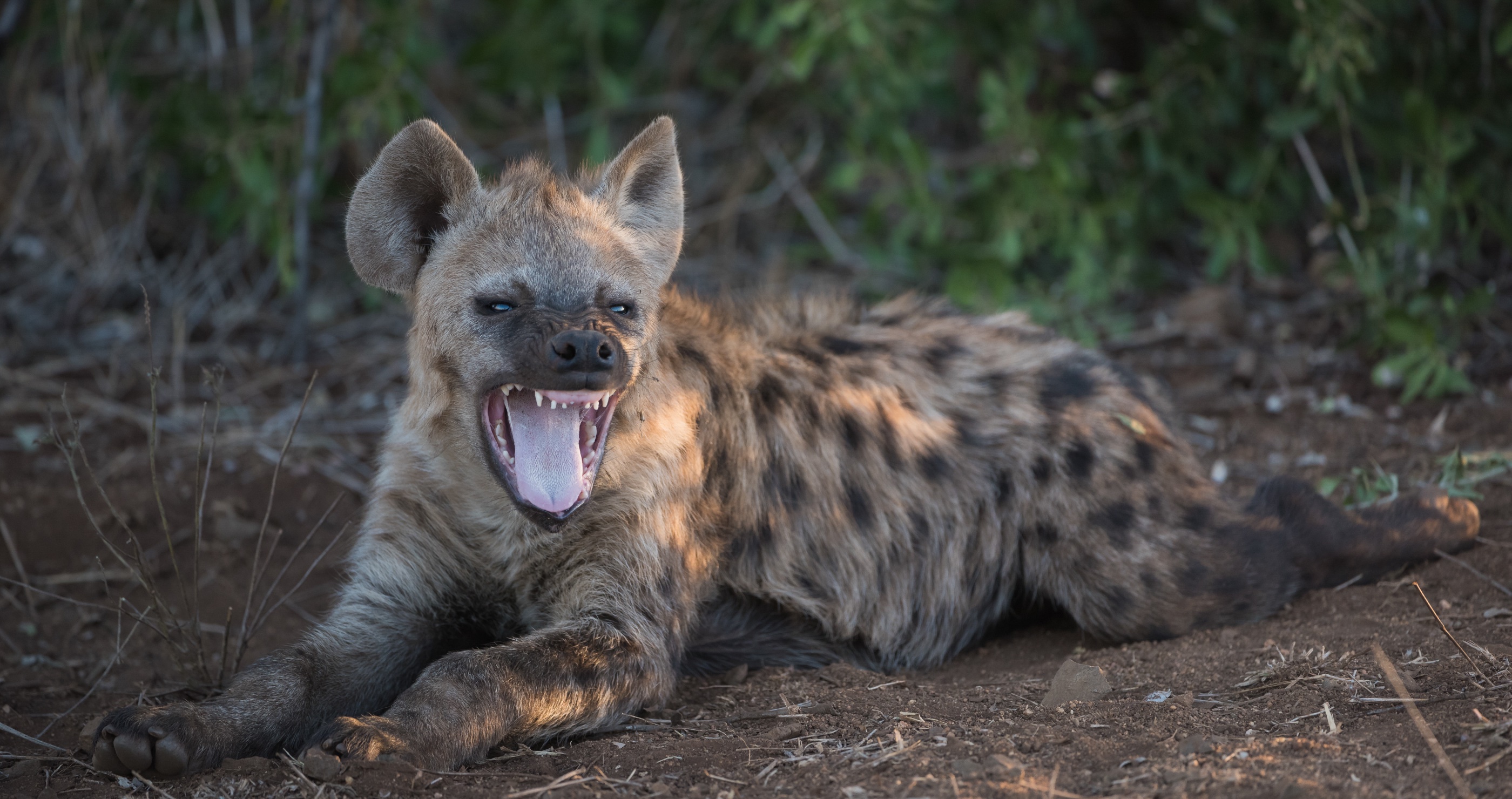 hyenas have immensely powerful jaws