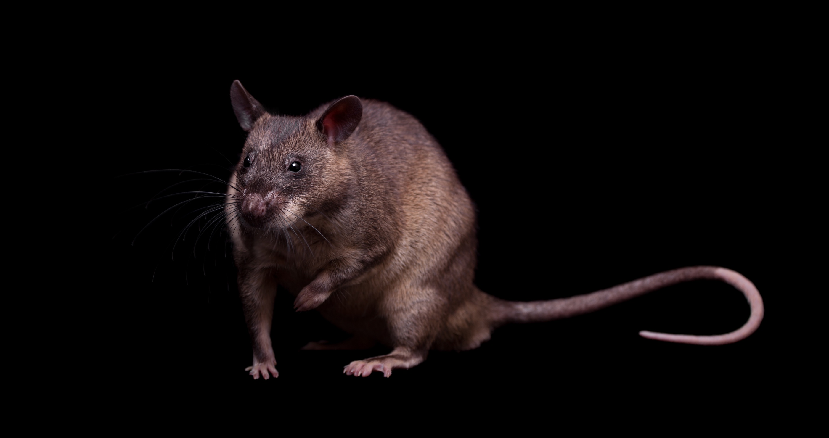 invasive species in the South