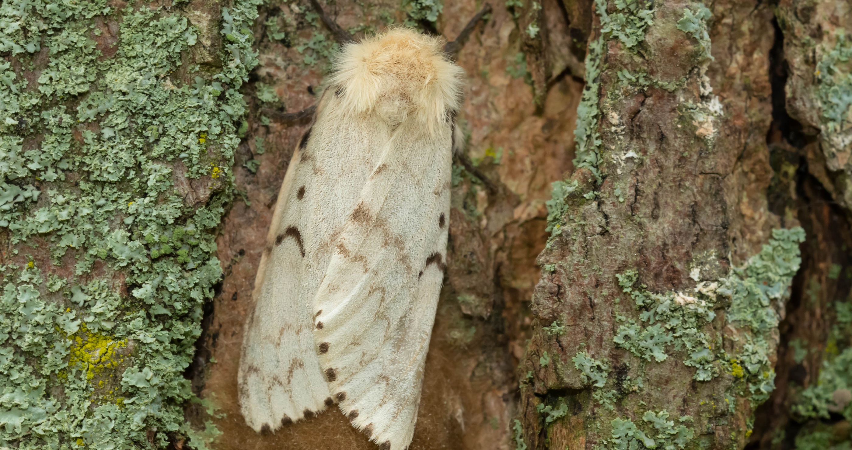 invasive species in the South gypsy moth