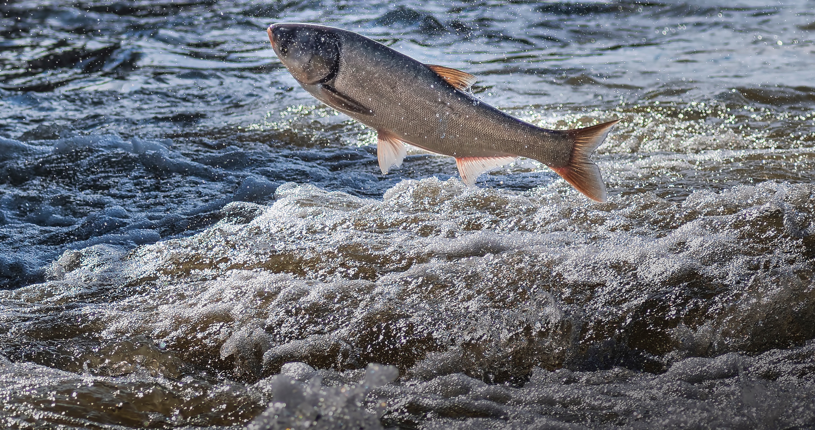 invasive species in the South the Asian carp