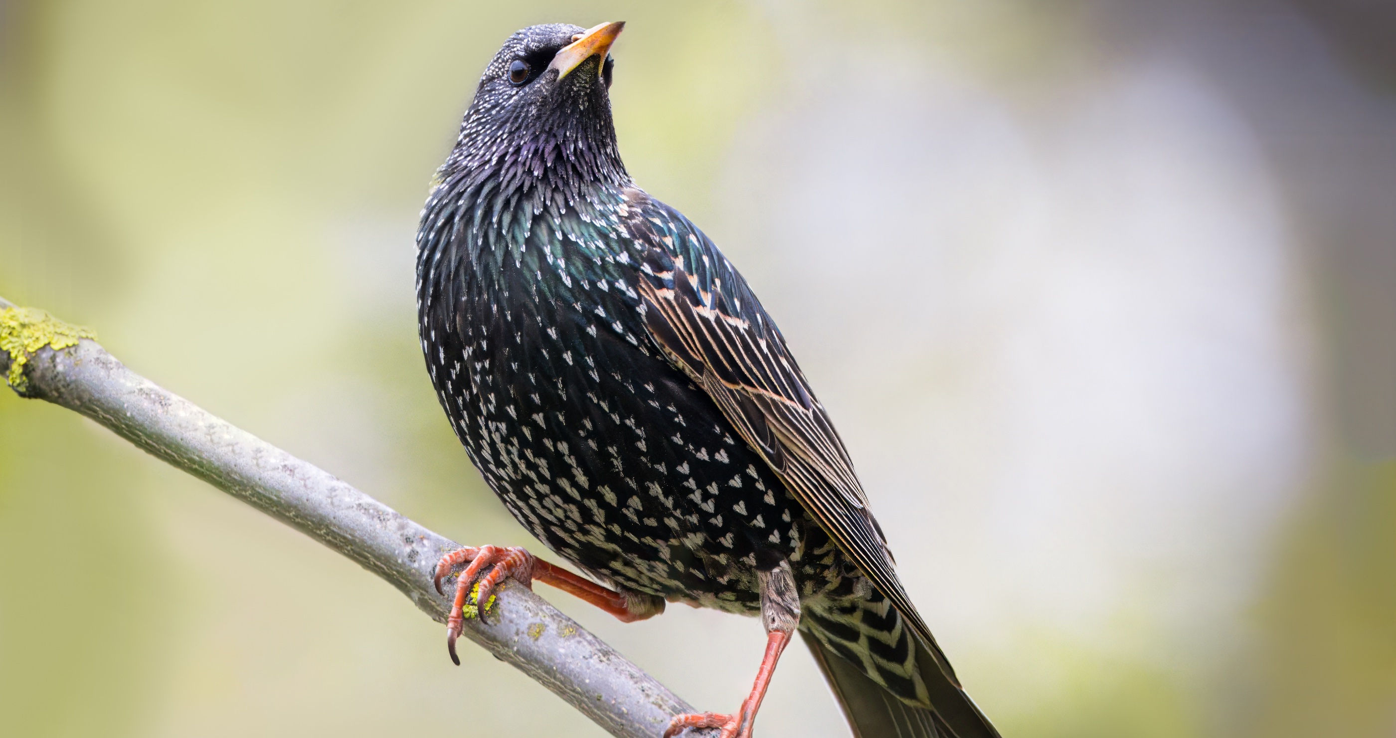 invasive species in the South