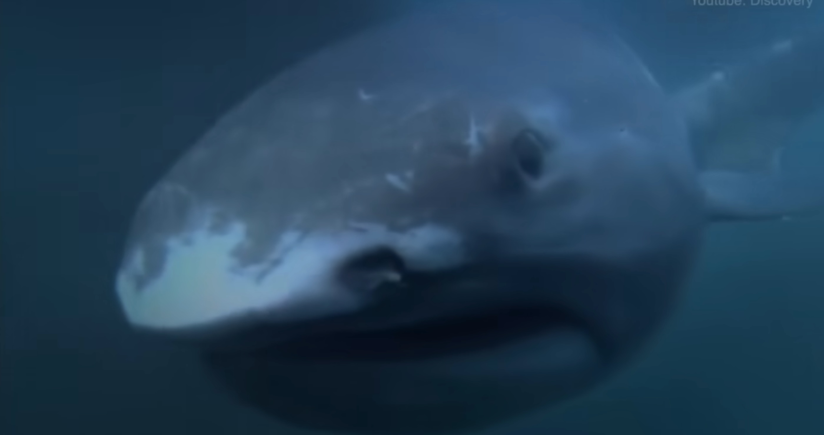 largest living sharks megamouth shark