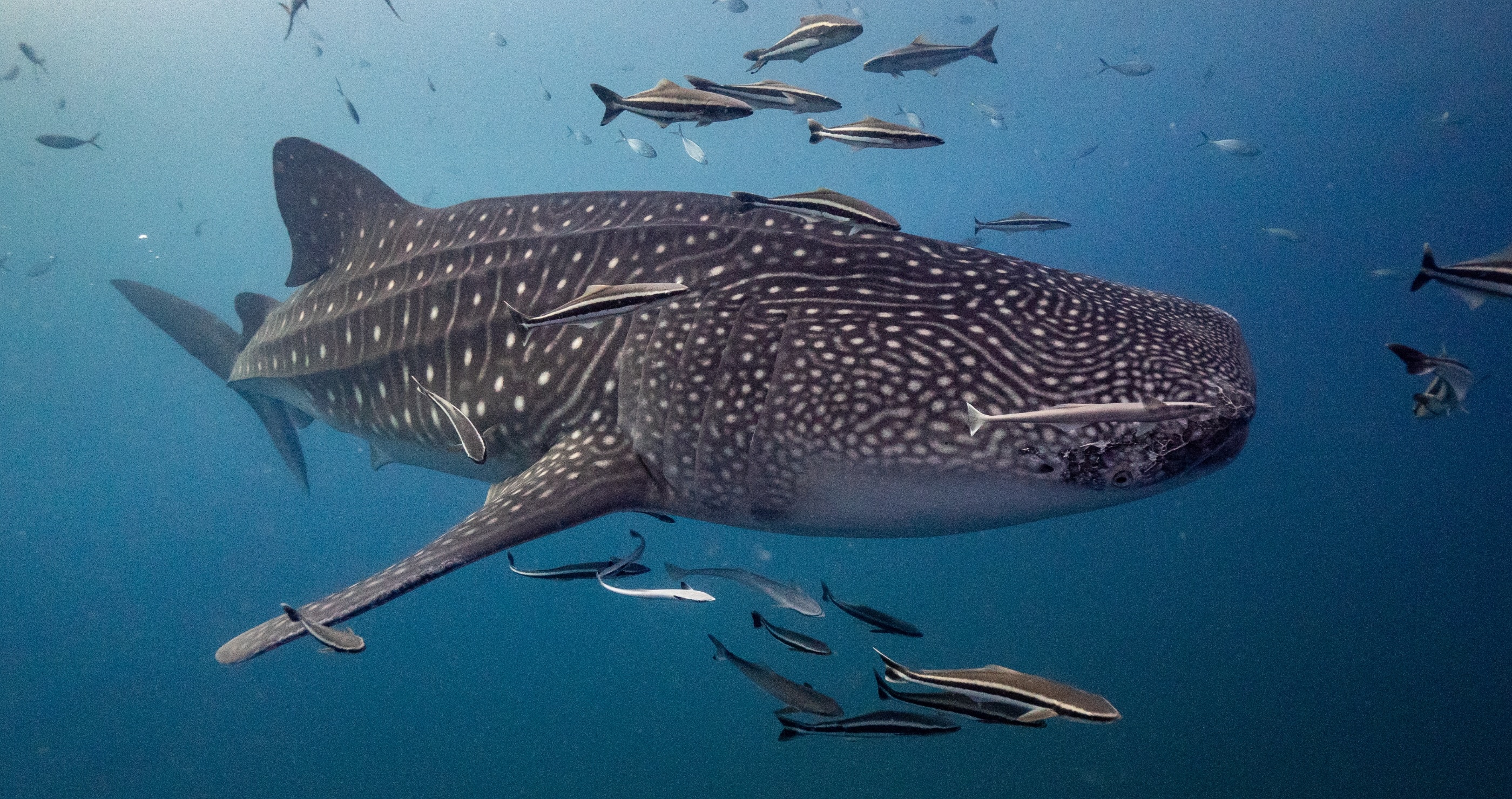 largest living sharks whale shark