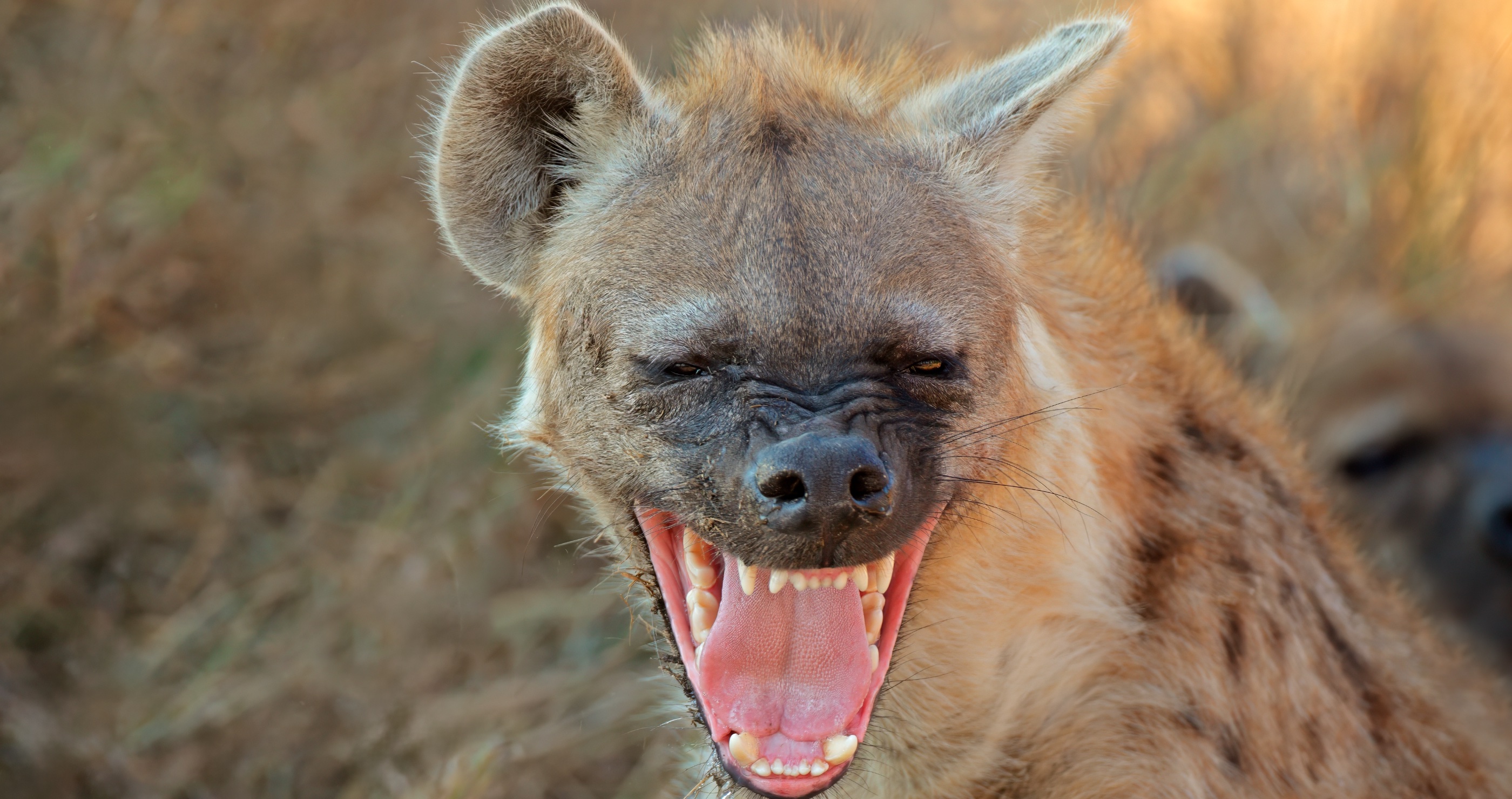laughing hyena
