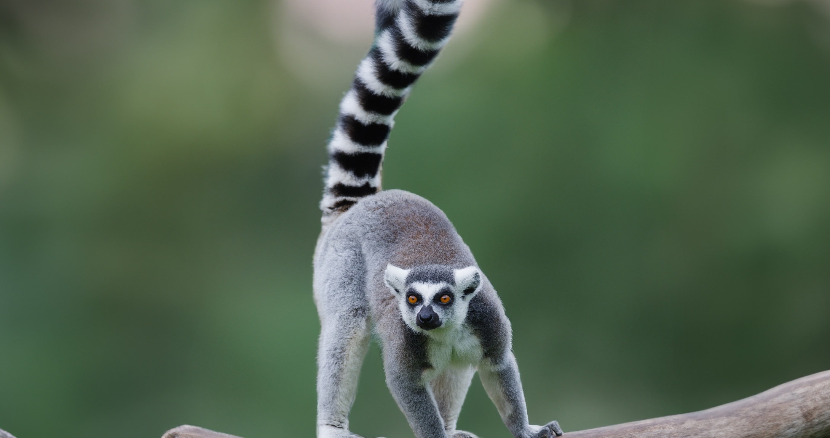 lemur