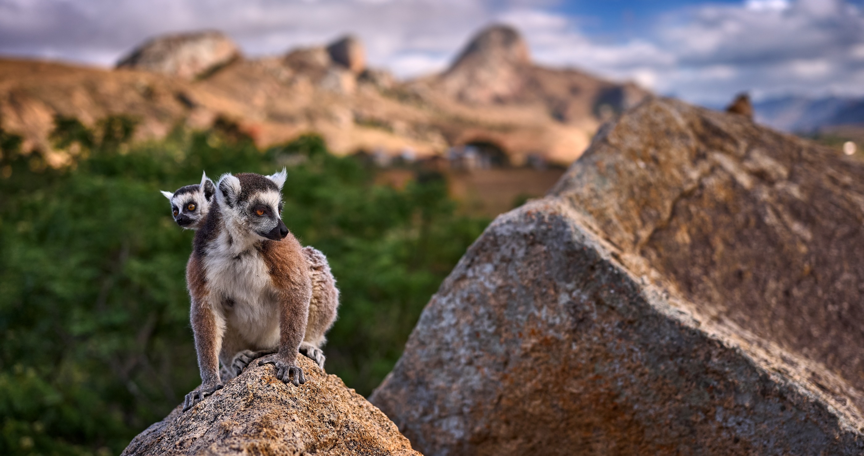 lemurs