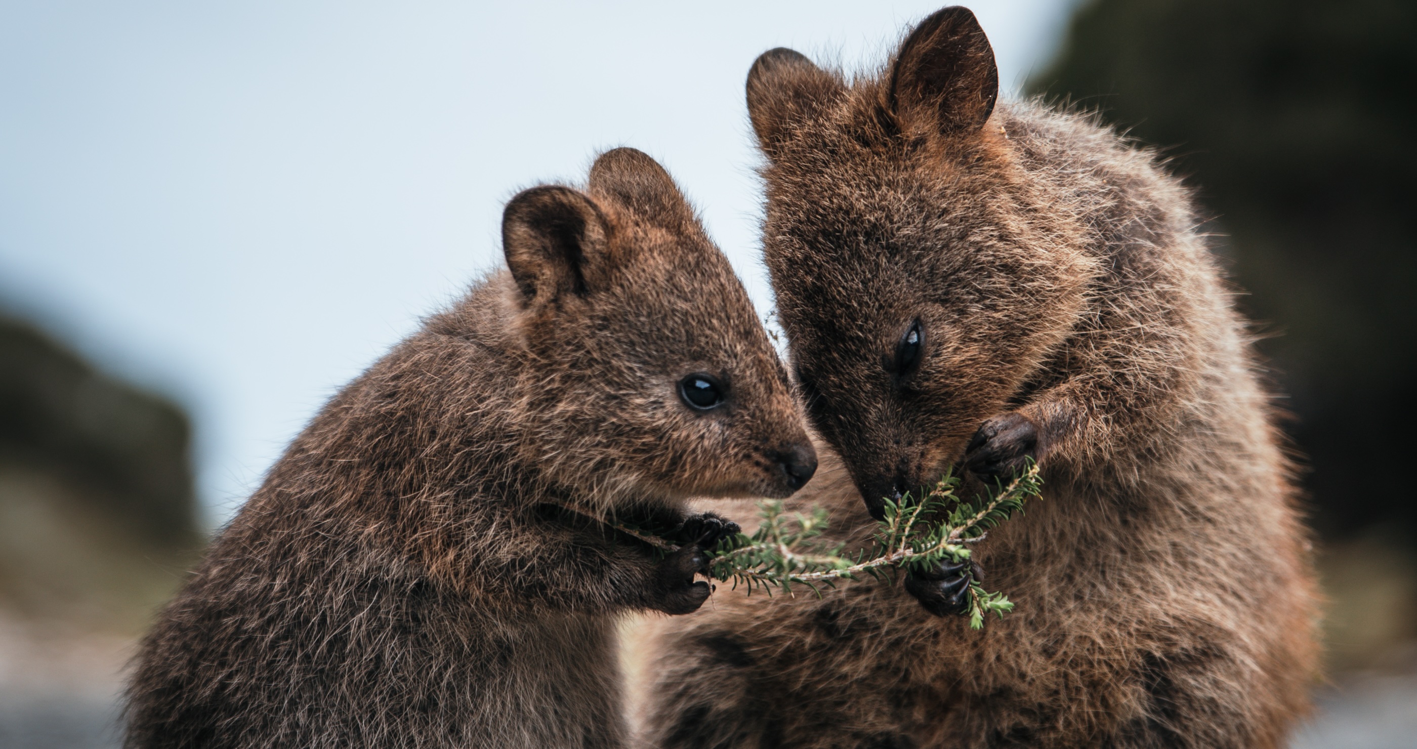 mama and baby quokka