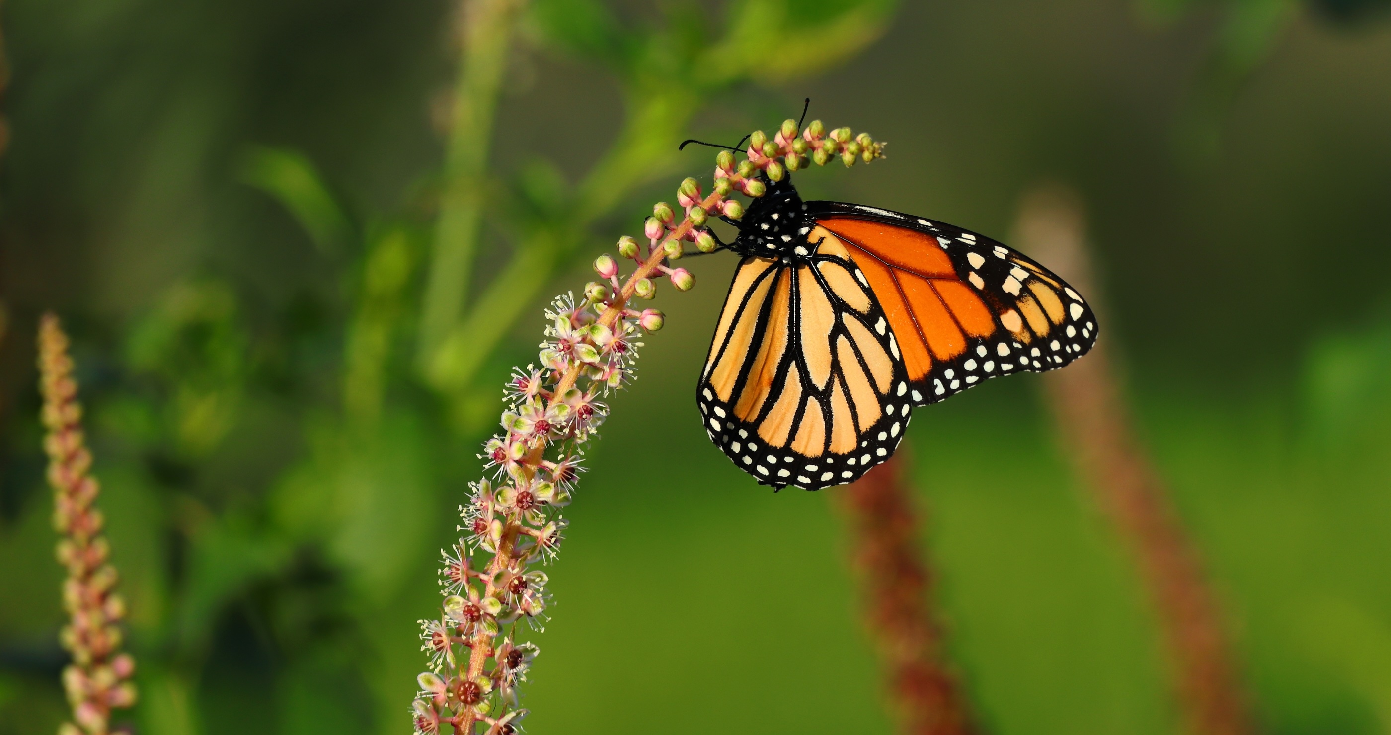 monarch butterfly