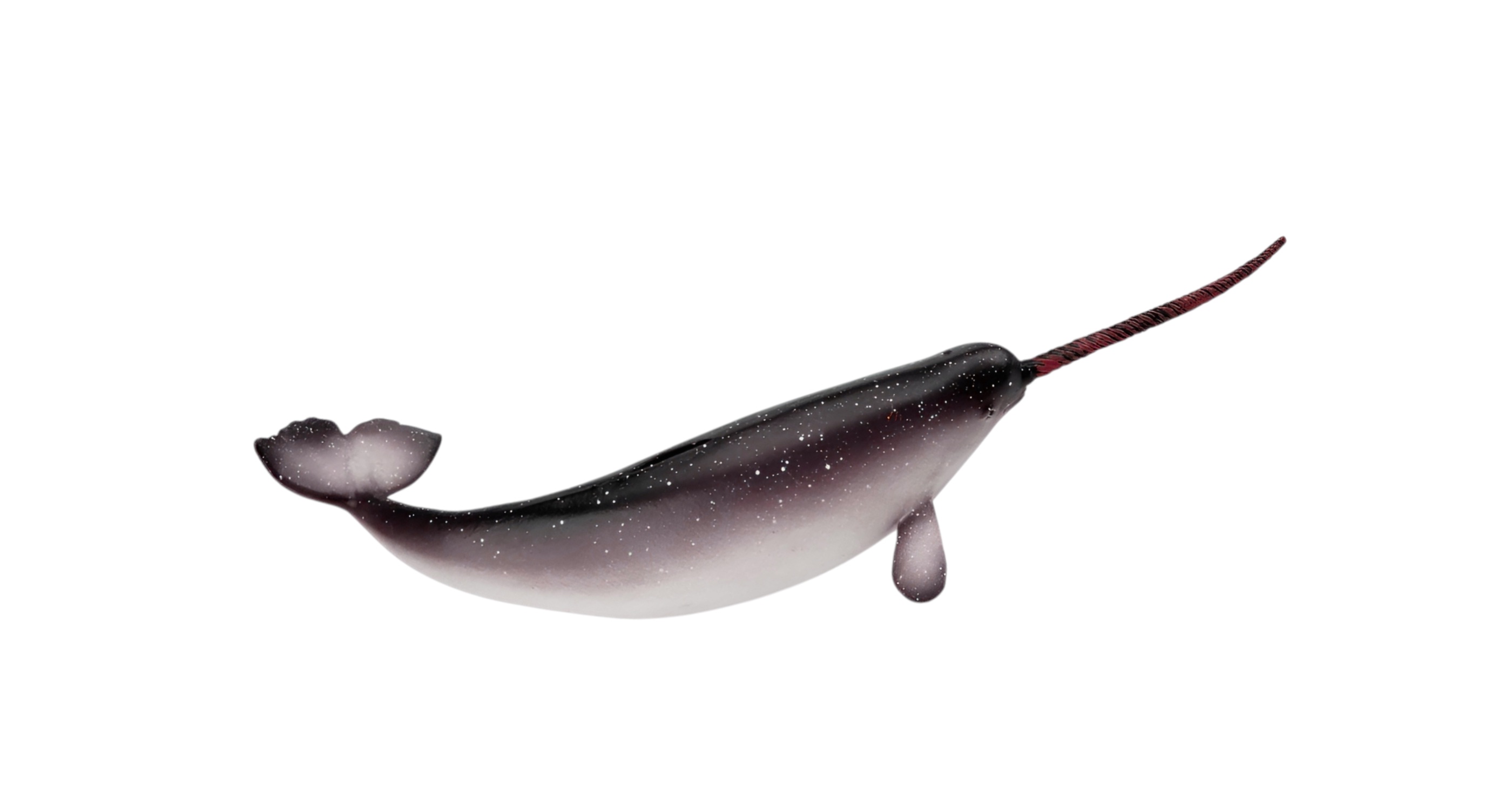 narwhal facts