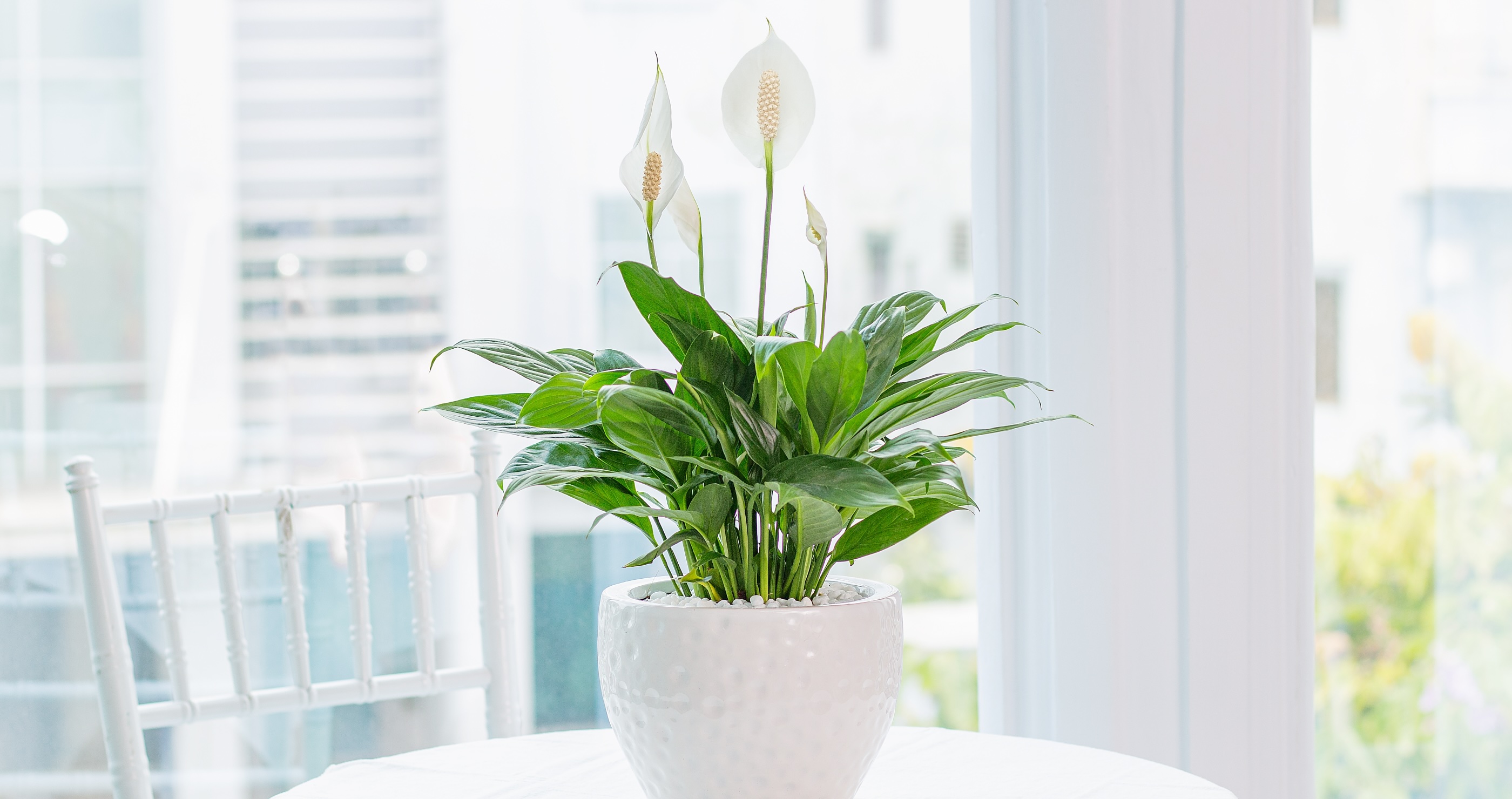 peace lily 