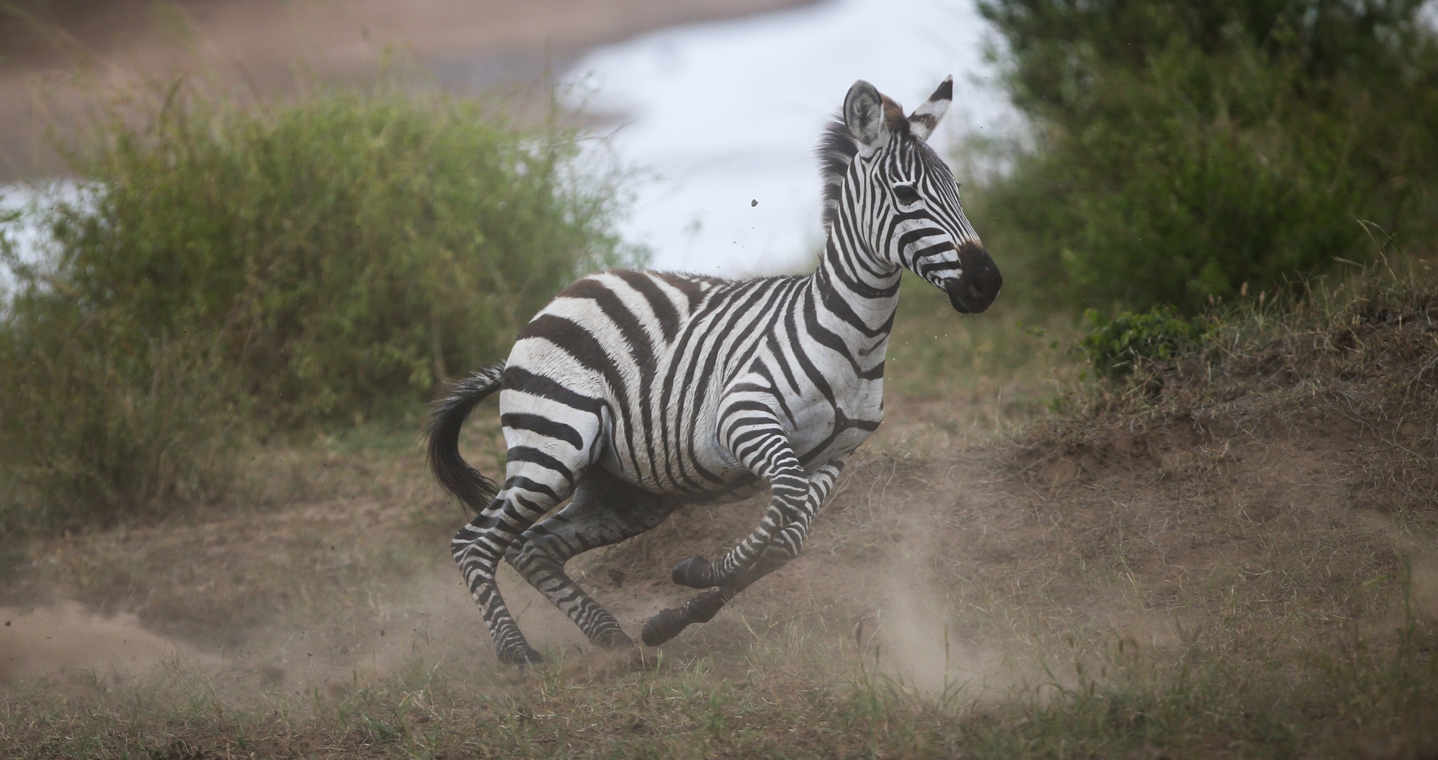 pet zebra escapes in Tennessee