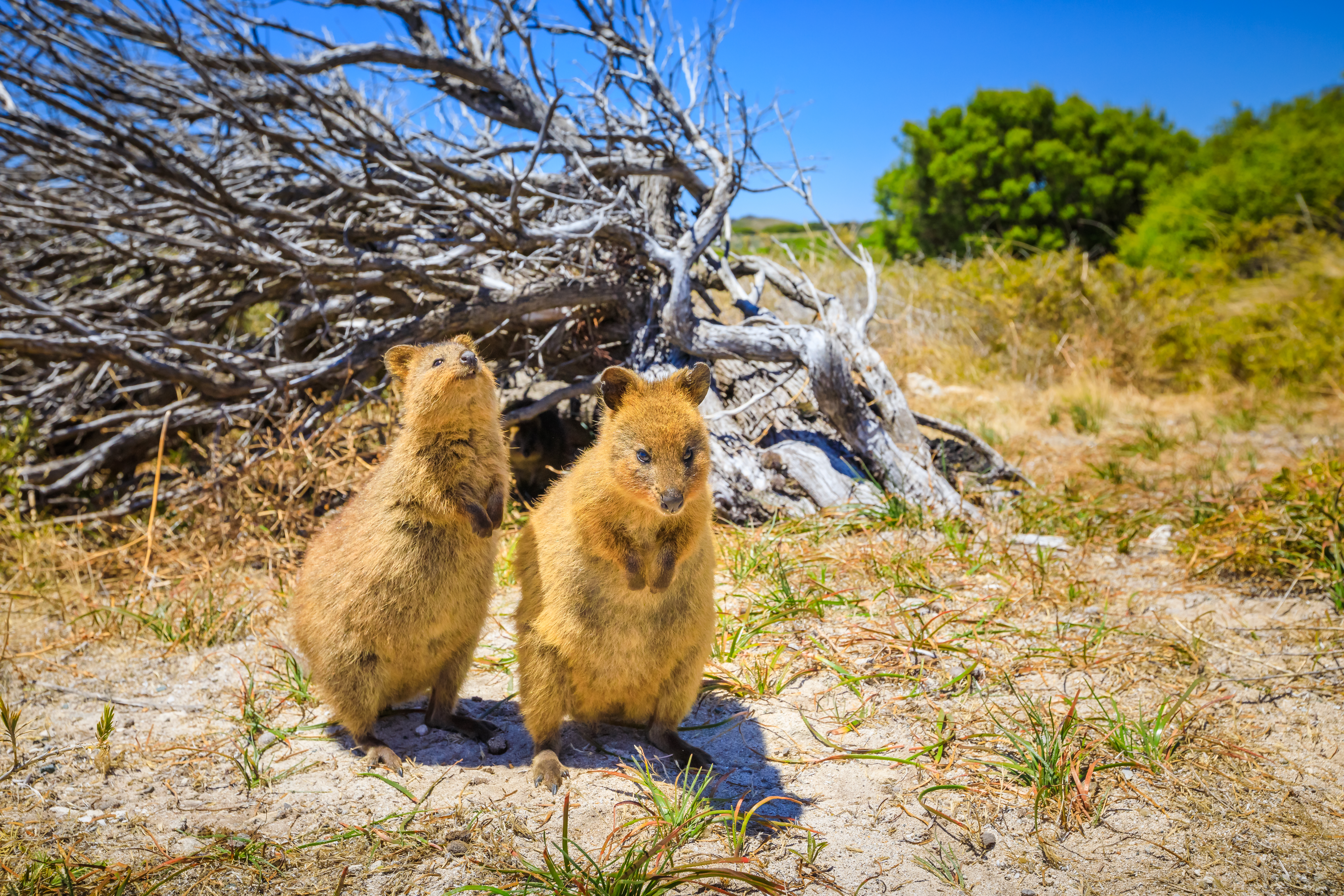Quokka facts they are peaceful animals 
