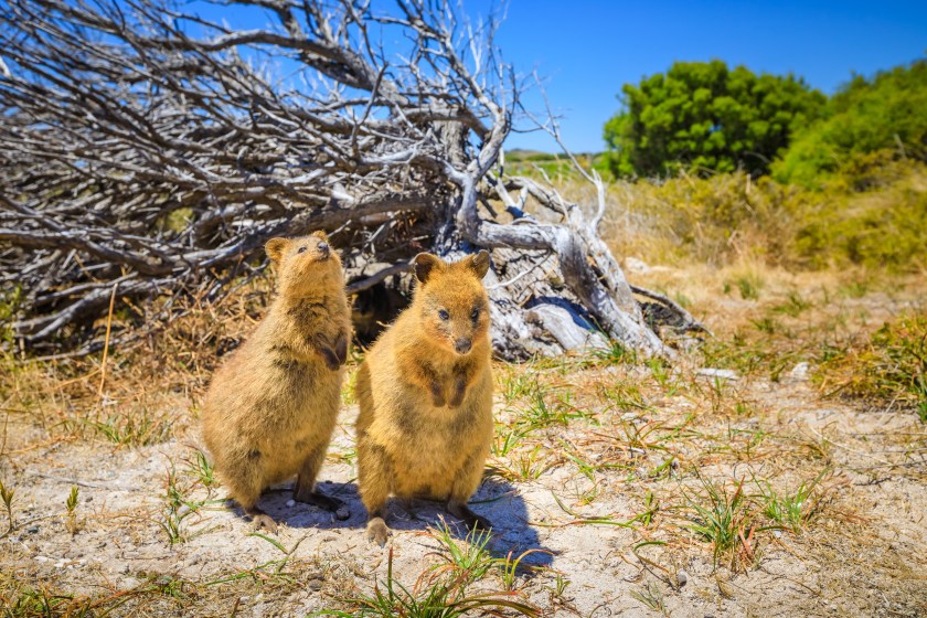 Quokka facts they are peaceful animals