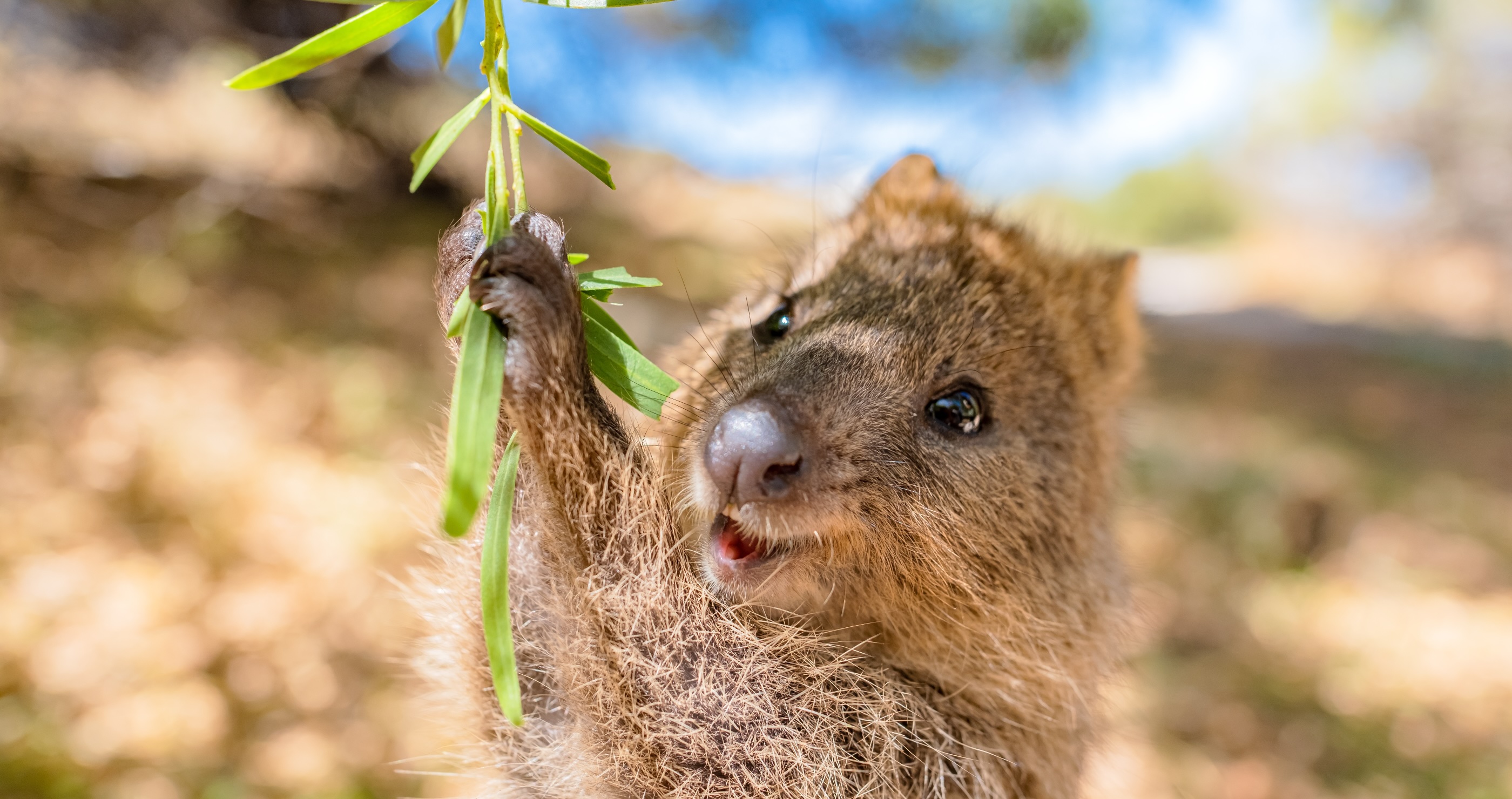 quokka holding leaves