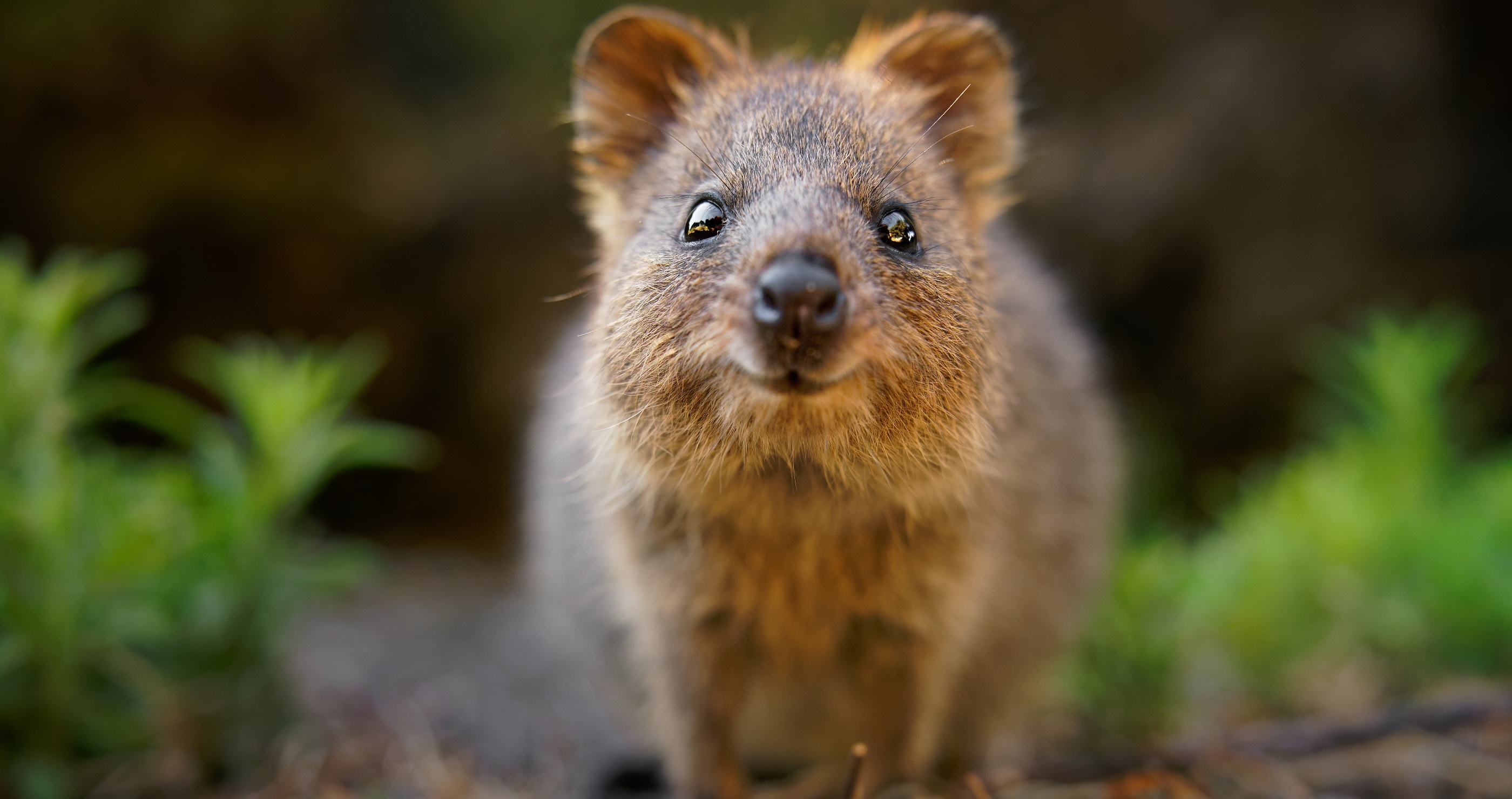quokkas are the happiest animals in the world