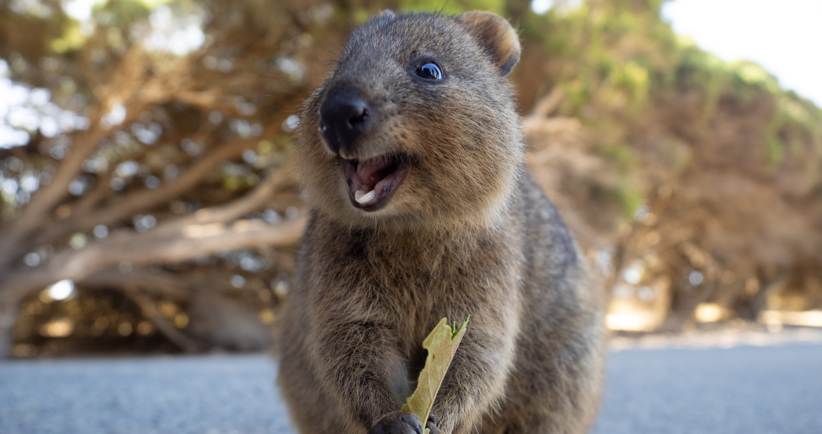 quokkas have an interesting eating habit
