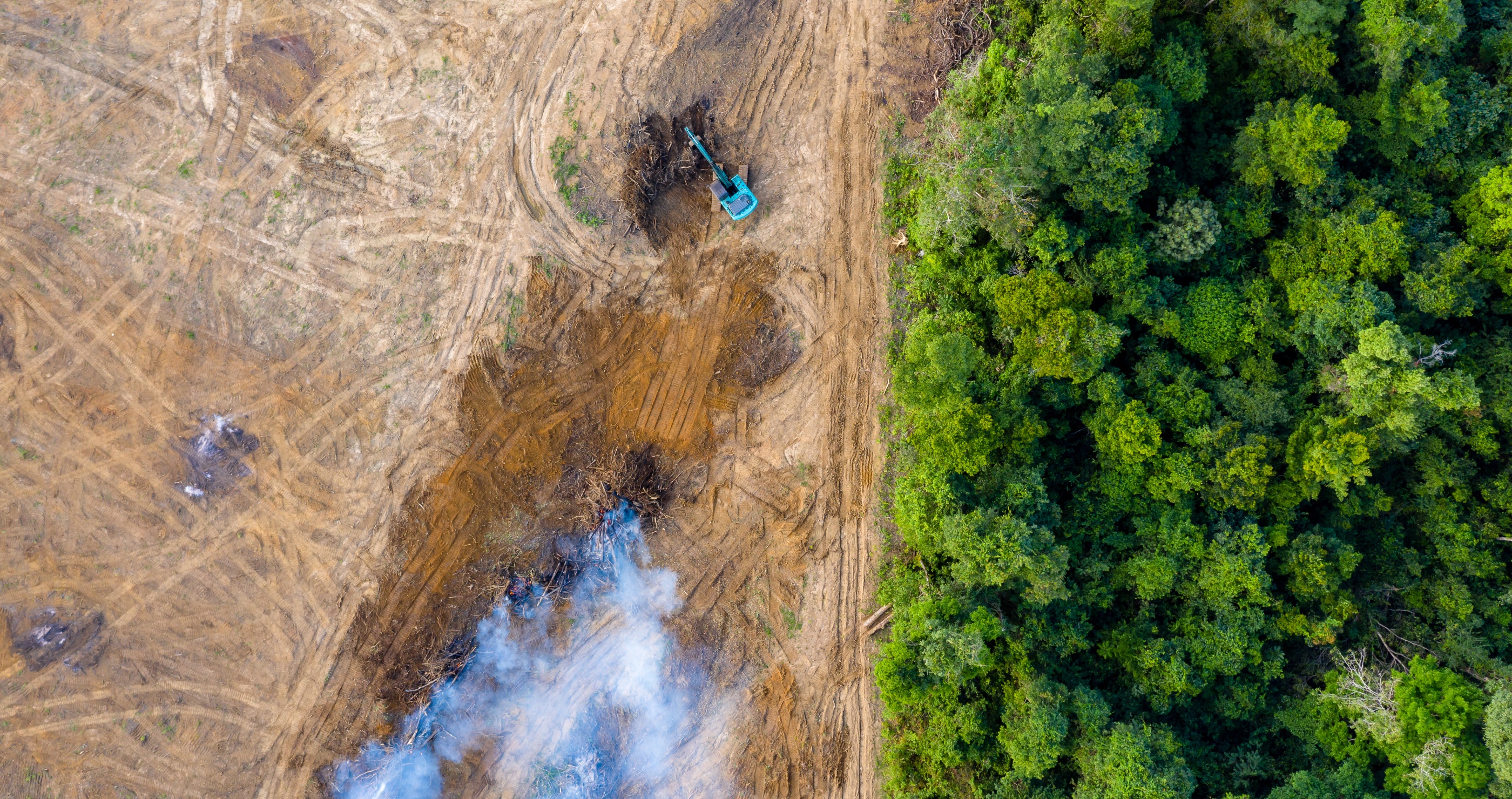 rainforest deforestation