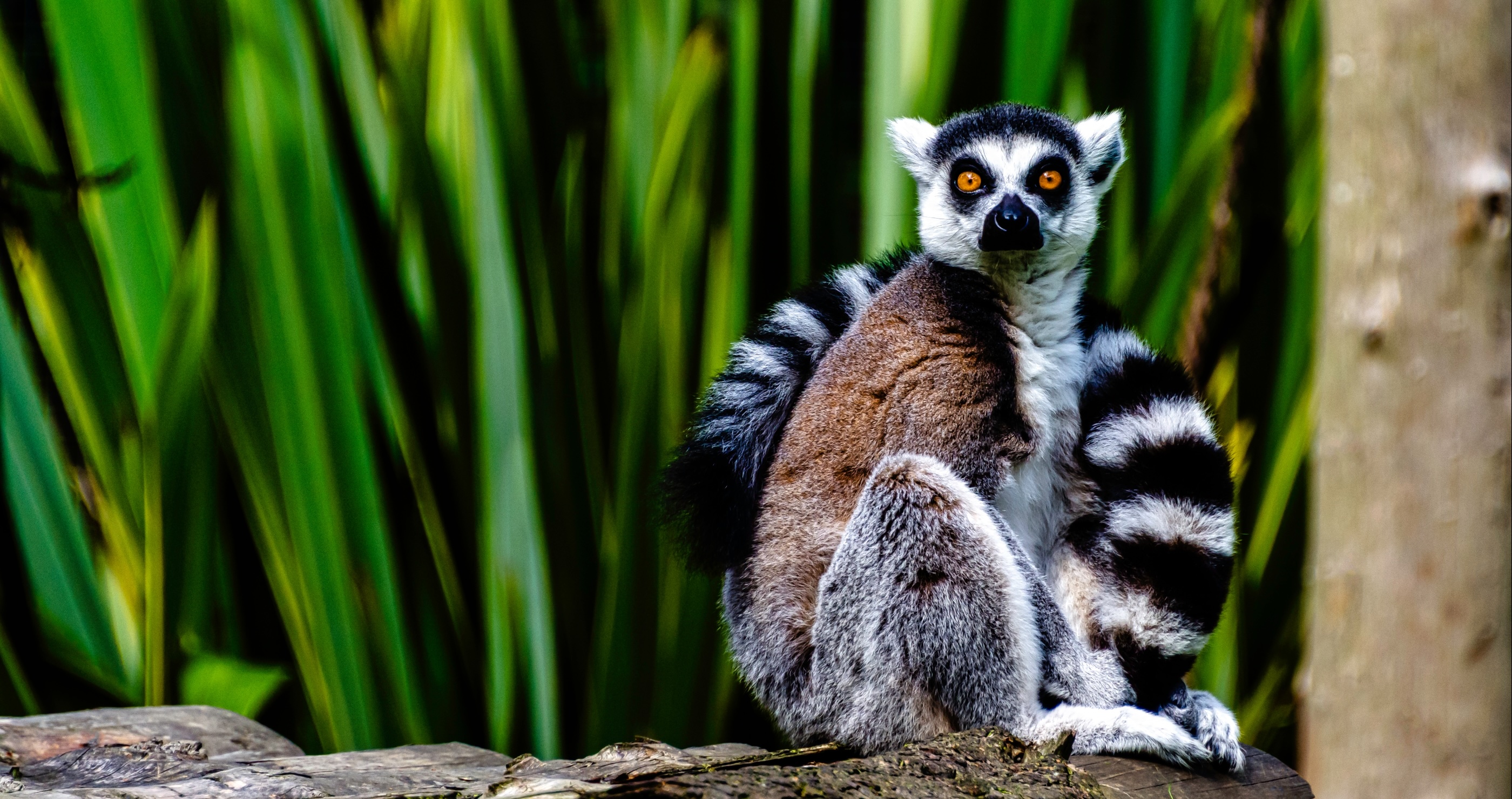 ring tailed lemur