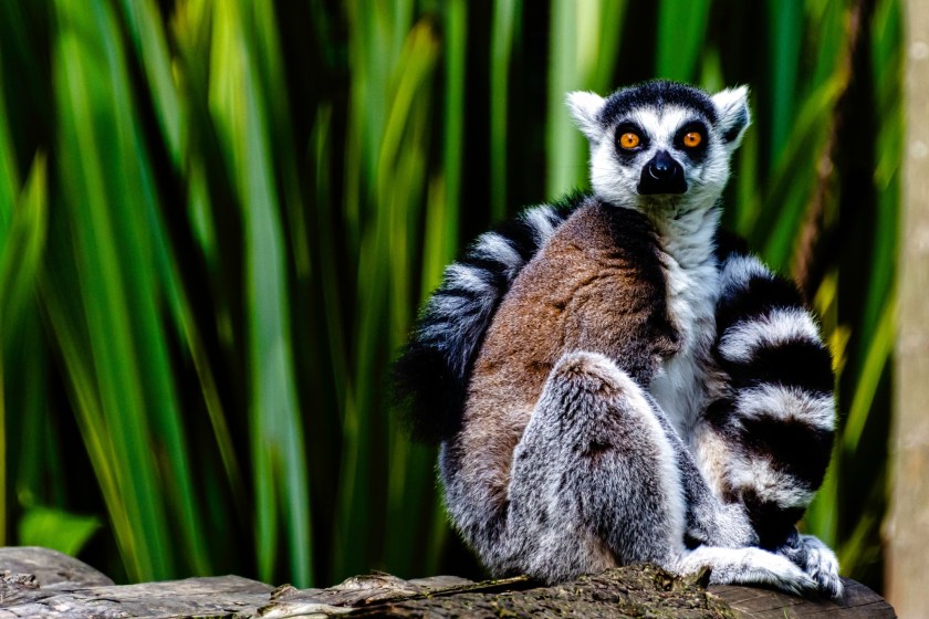 ring tailed lemur