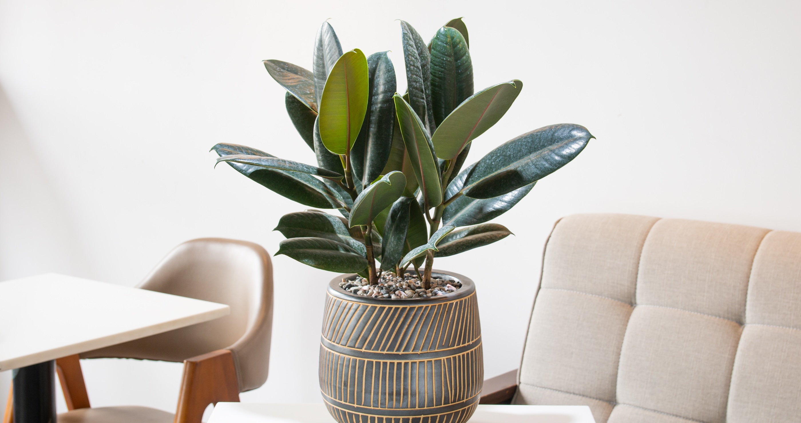 rubber plant 