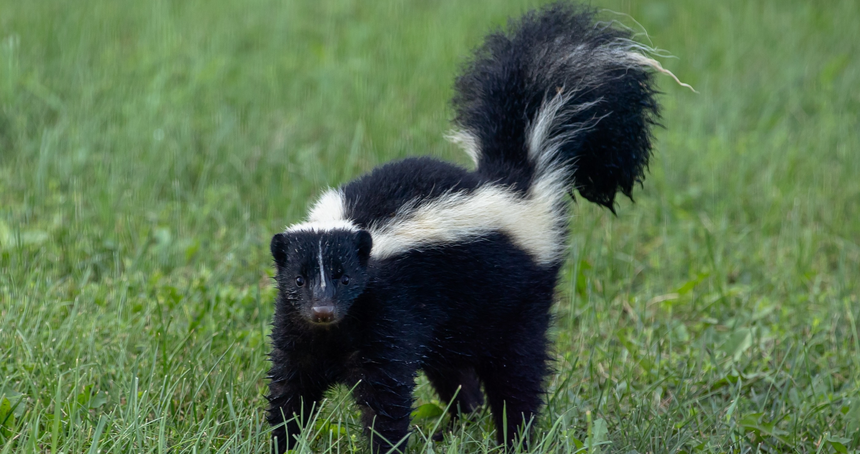 skunk