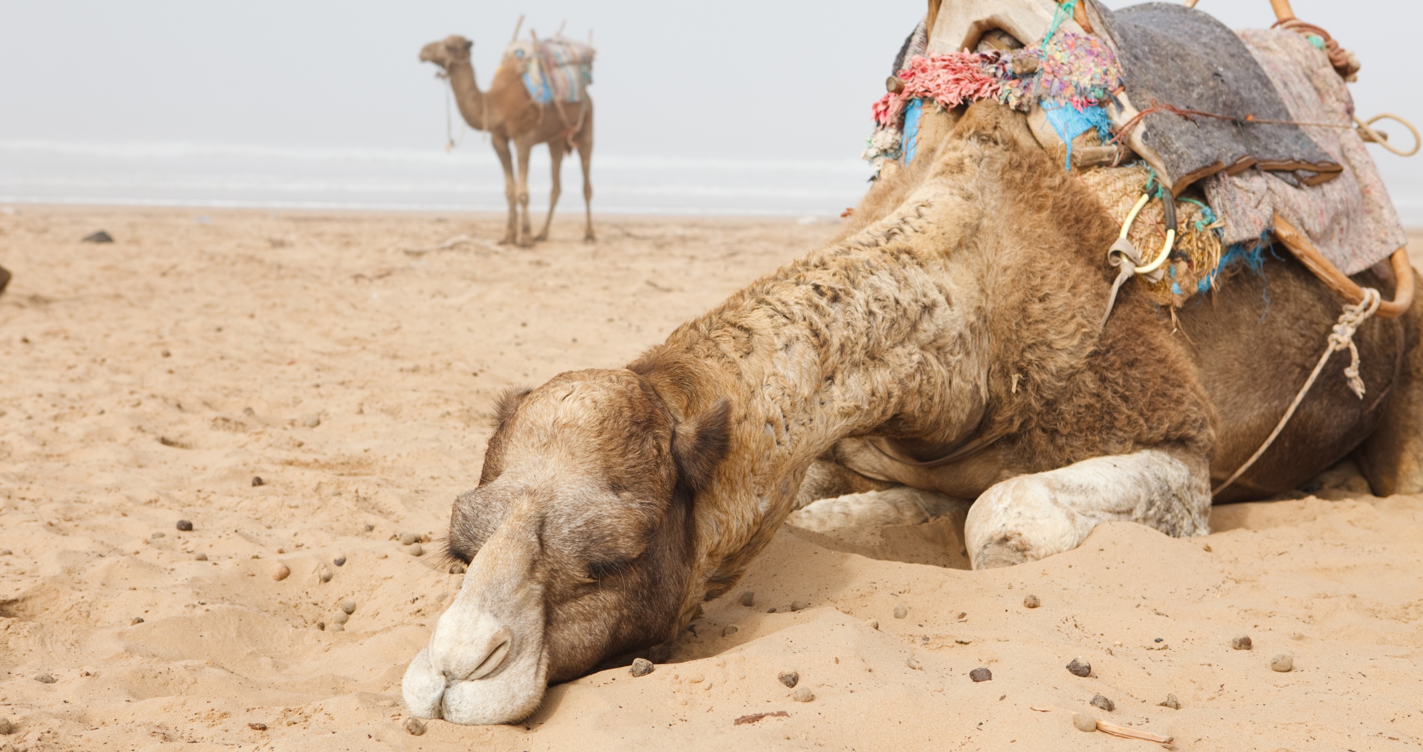sleeping camel