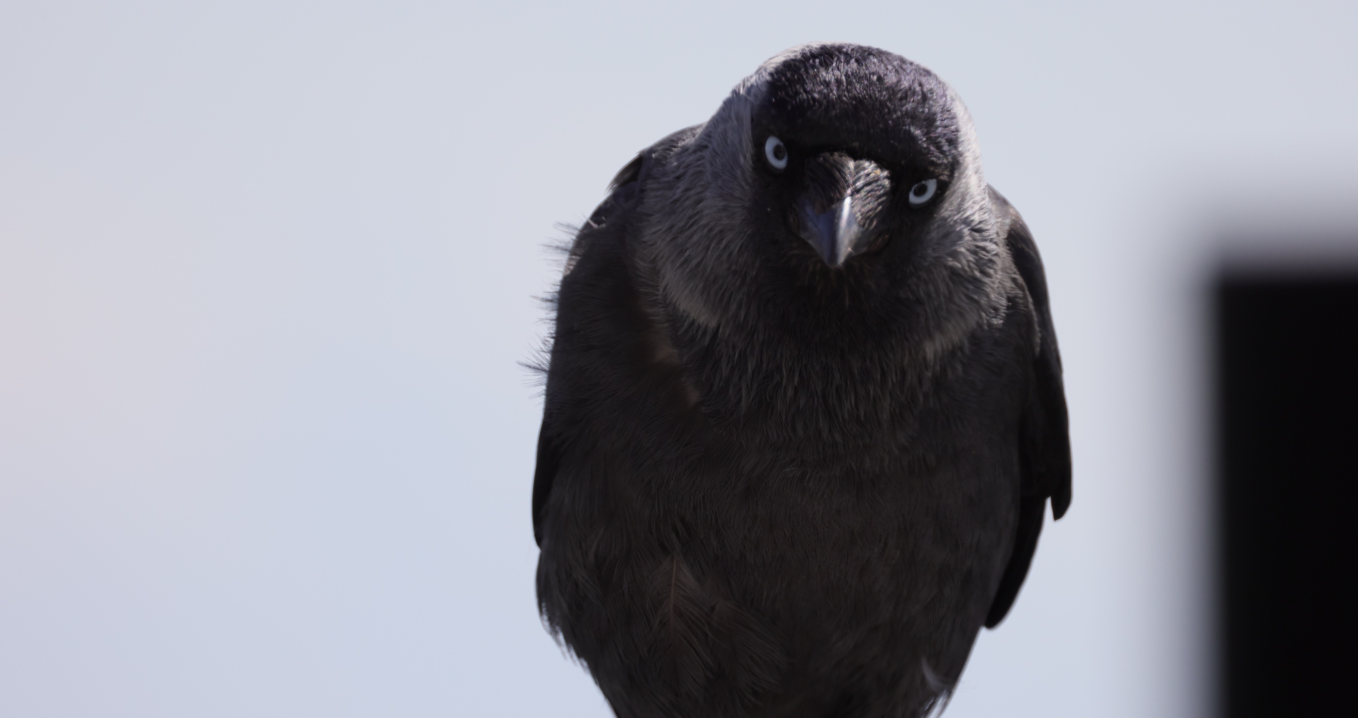 smartest animals in the world crow