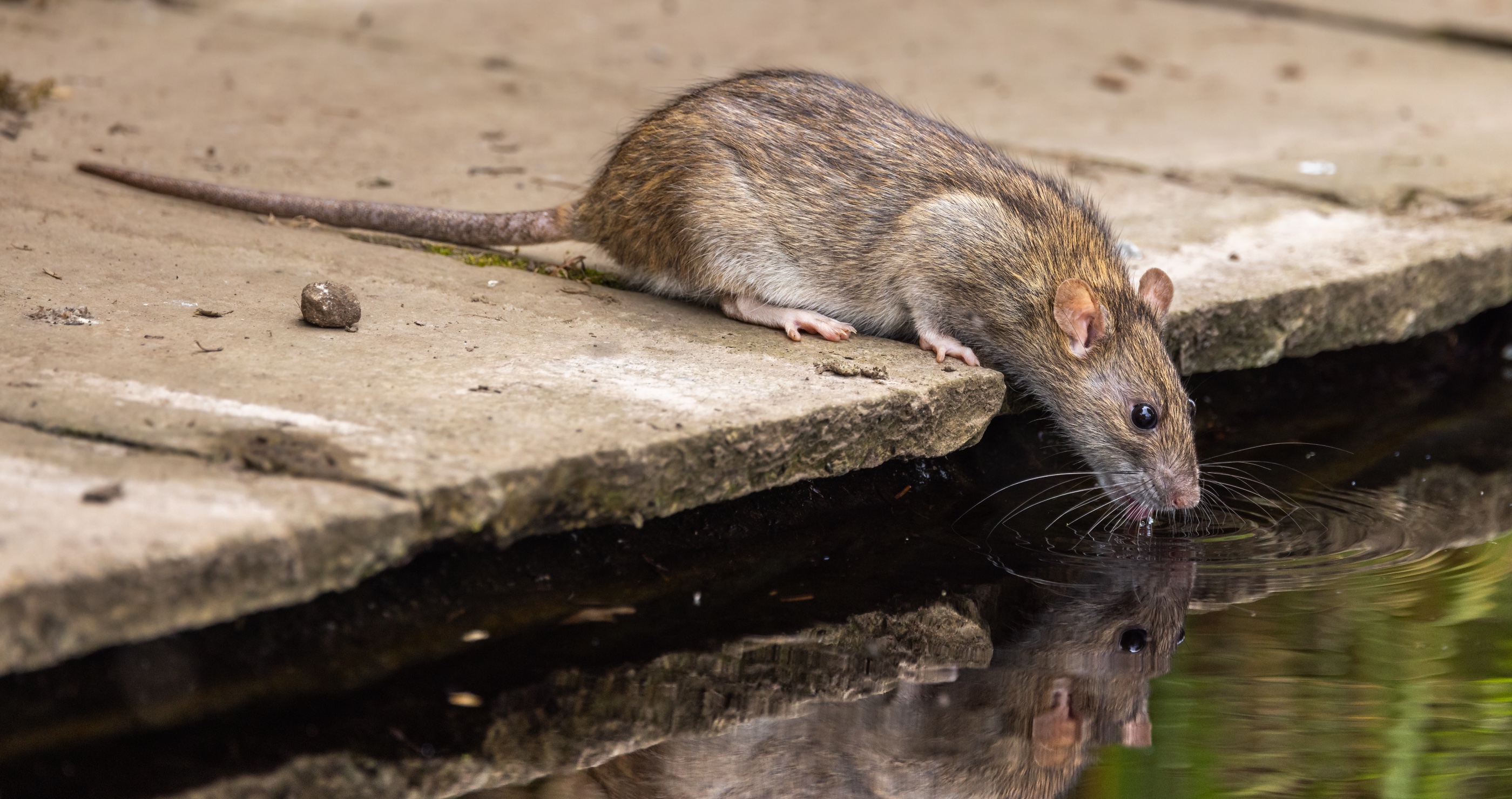 smartest animals in the world rats