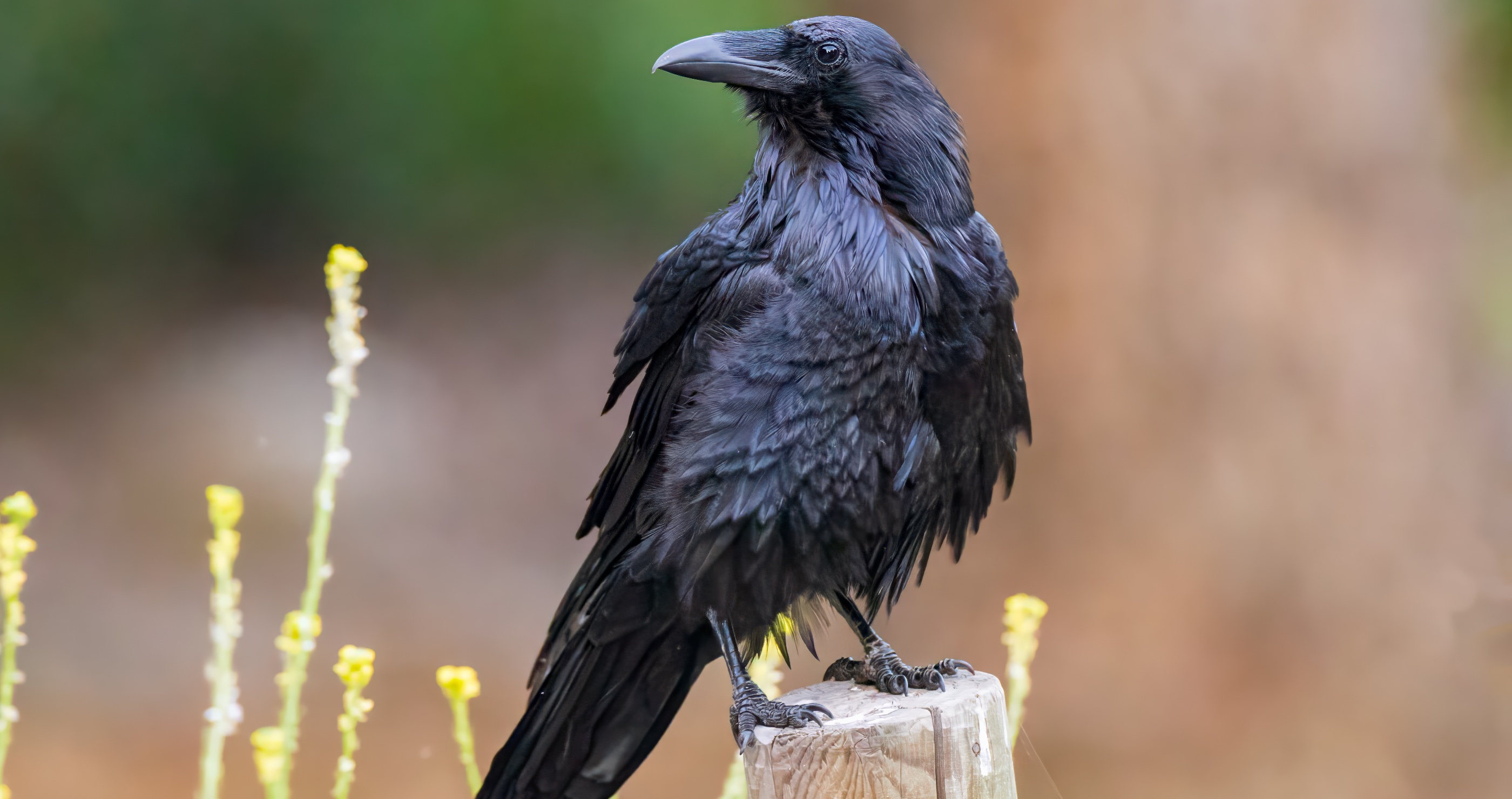 smartest animals in the world ravens