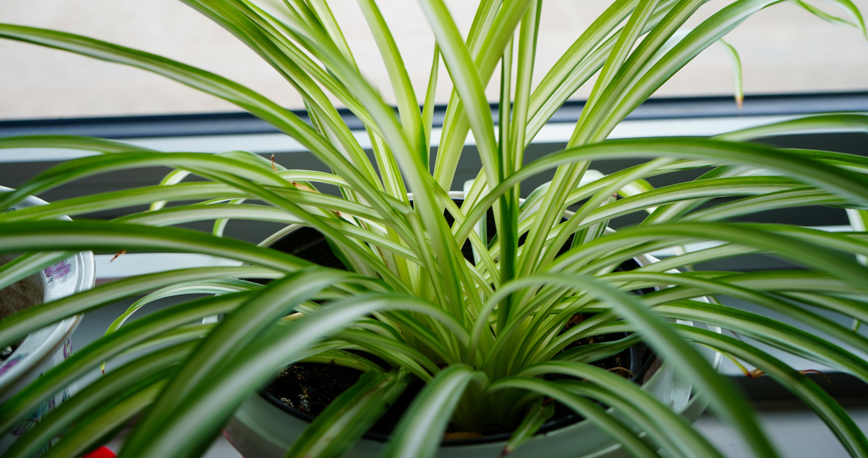 spider plant