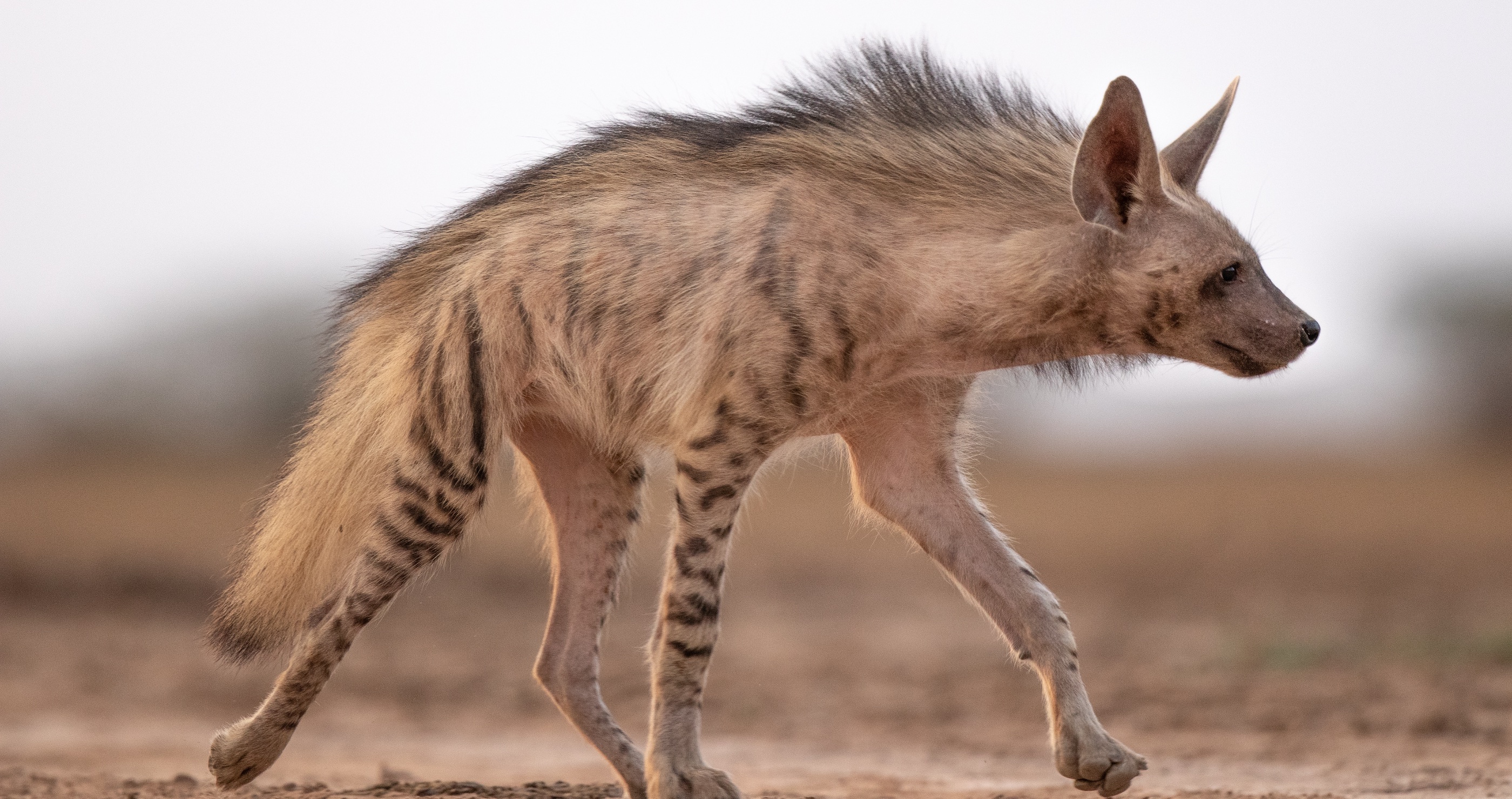 striped hyena