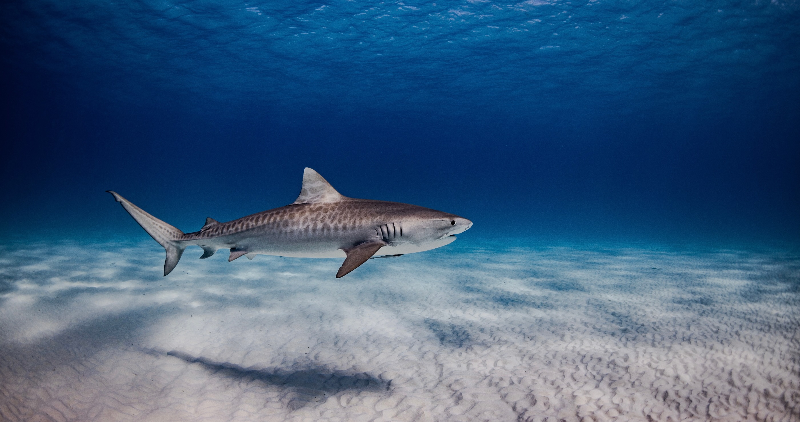 tiger shark