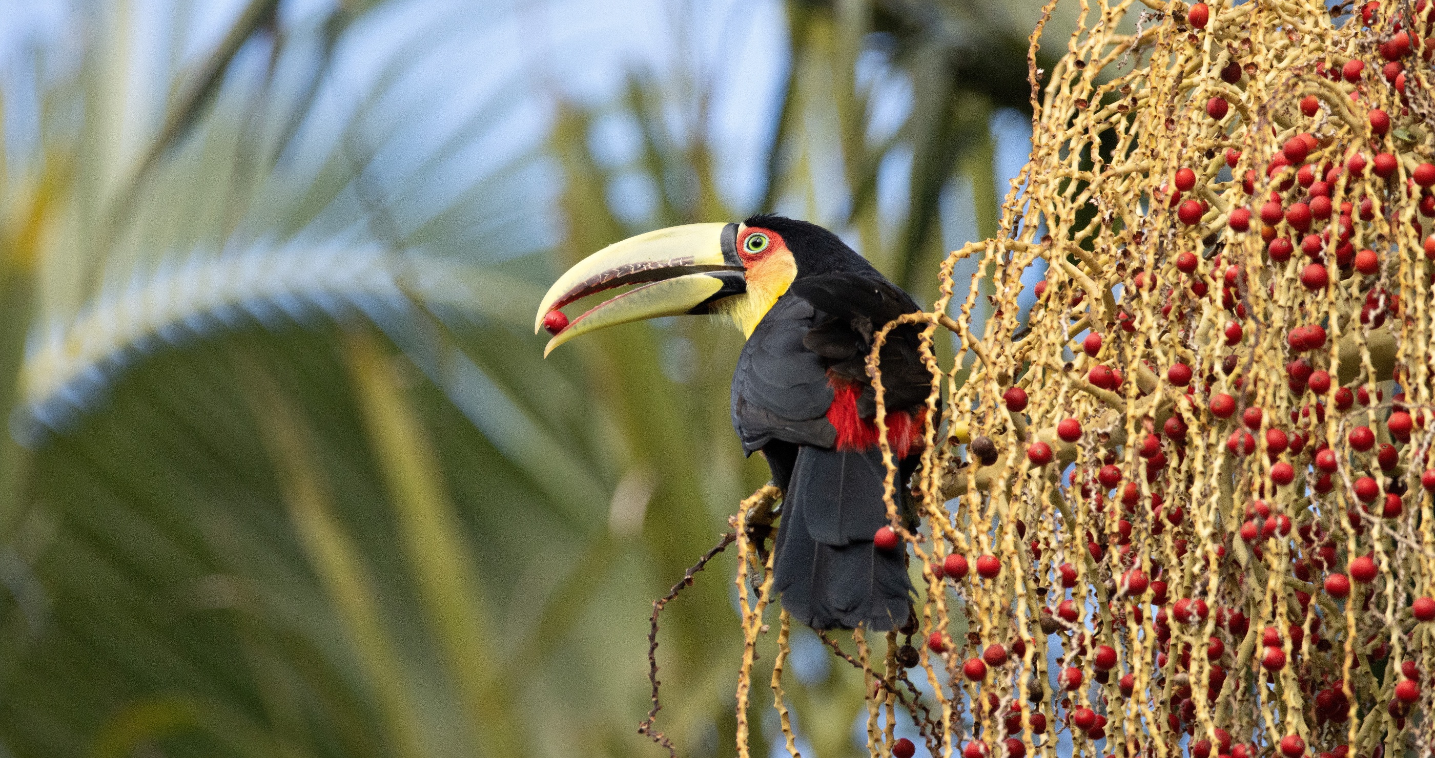 toucan diet