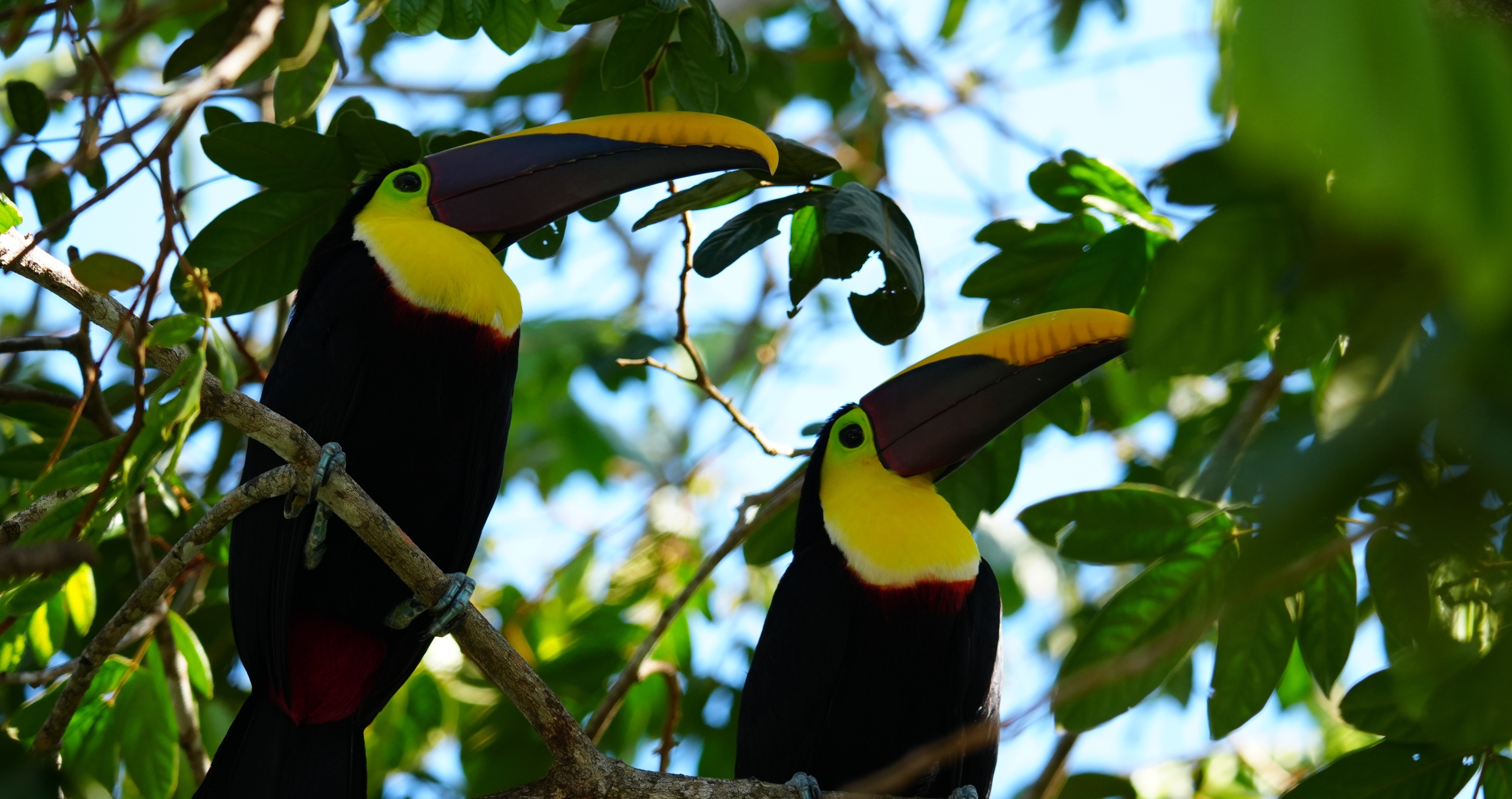 toucan facts male and female toucans look the same
