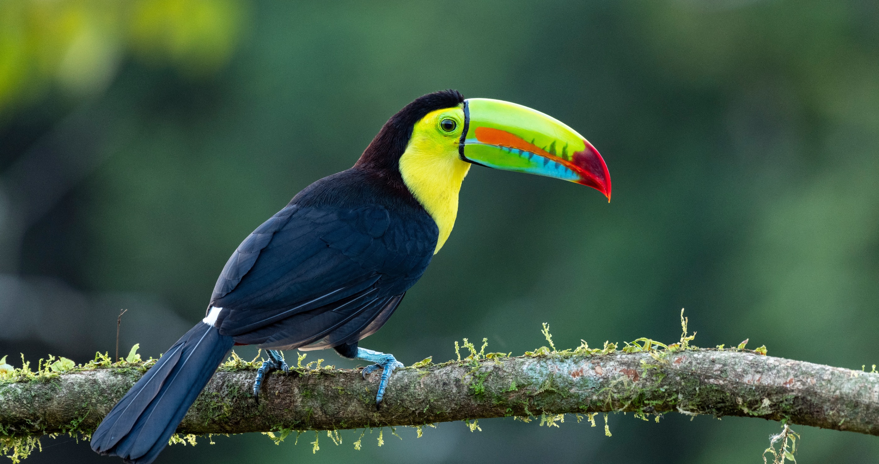 toucan facts there are about 40 species of toucans