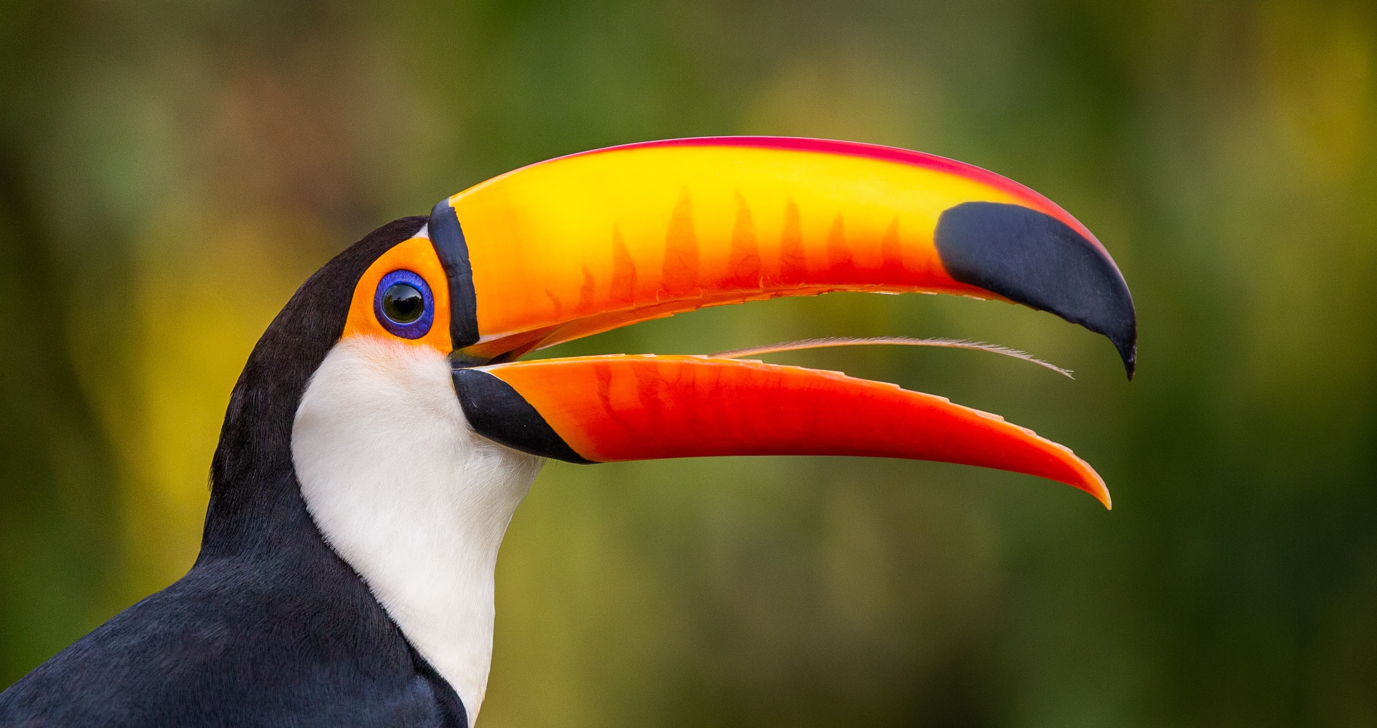 toucan facts toucan beak is massive