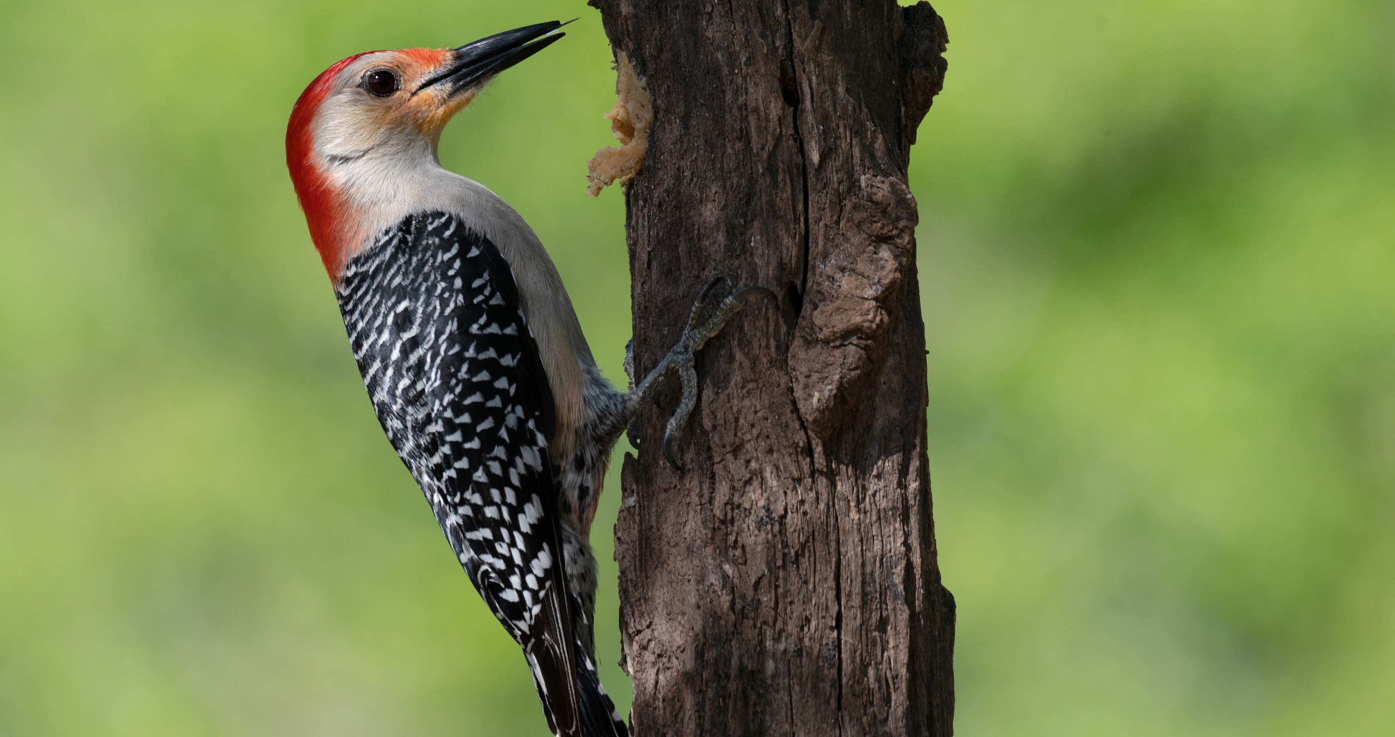 toucan facts toucans are closely related to the woodpecker