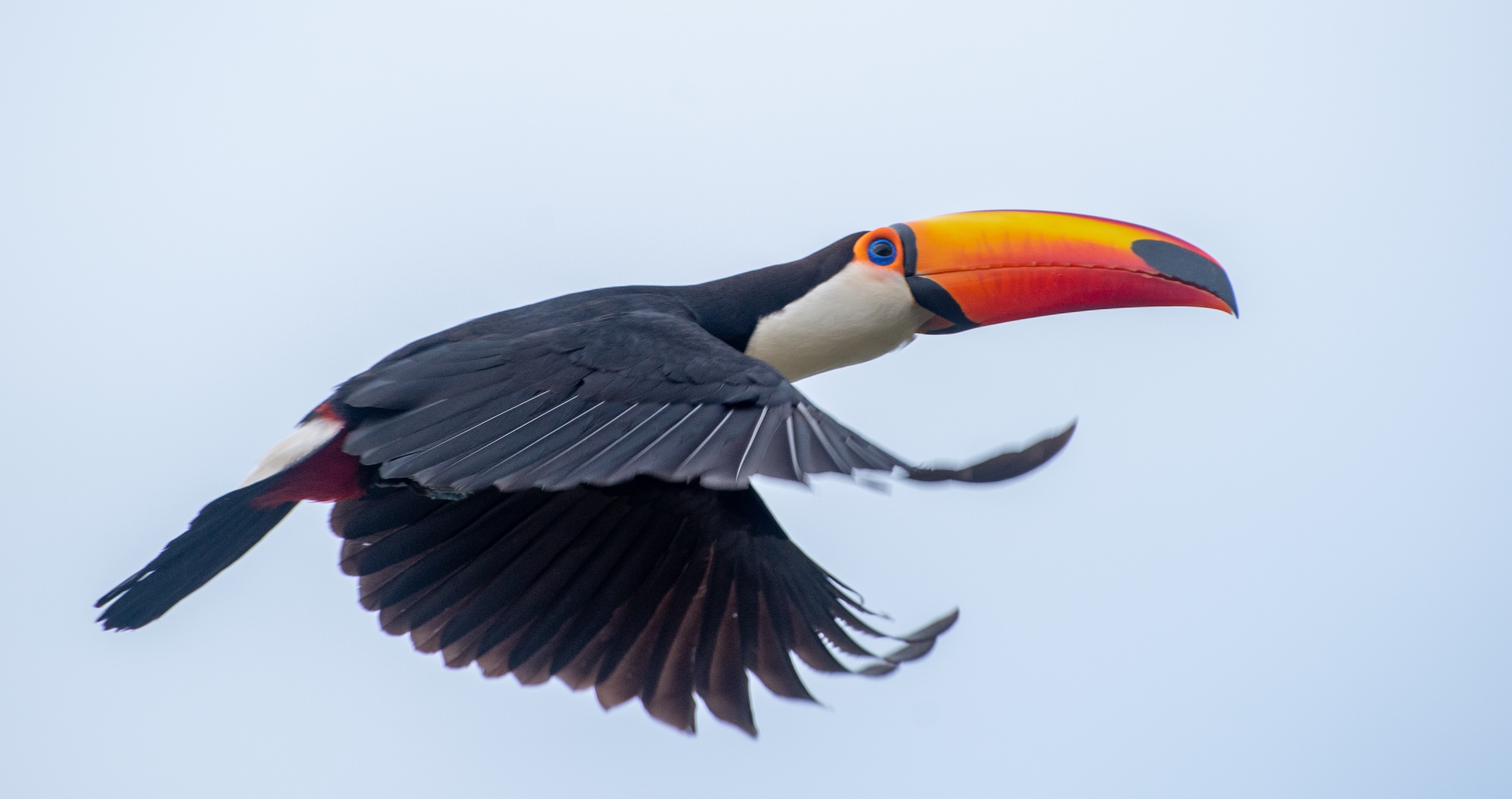 toucans are awkward fliers