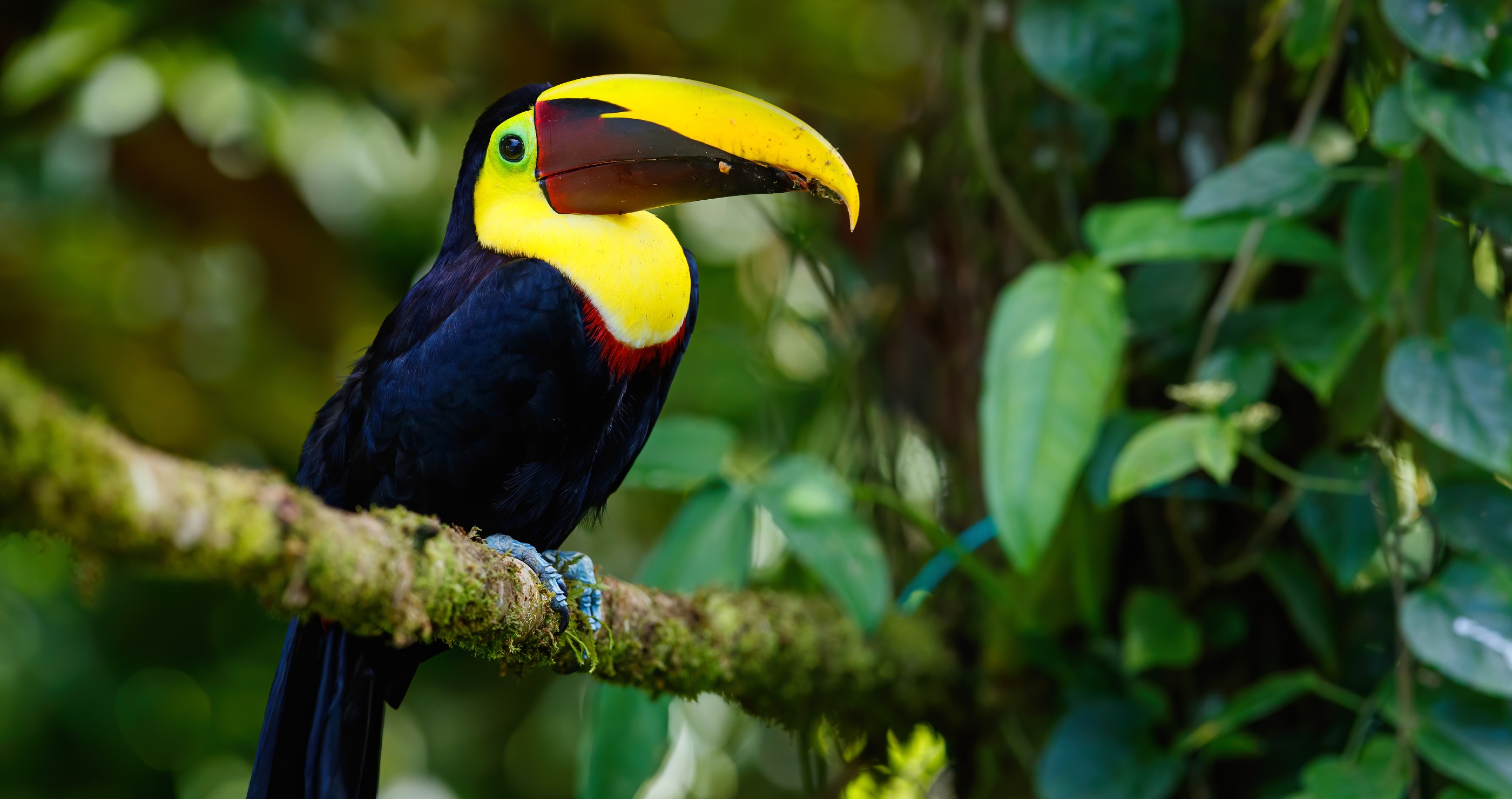toucans are built for the rainforest