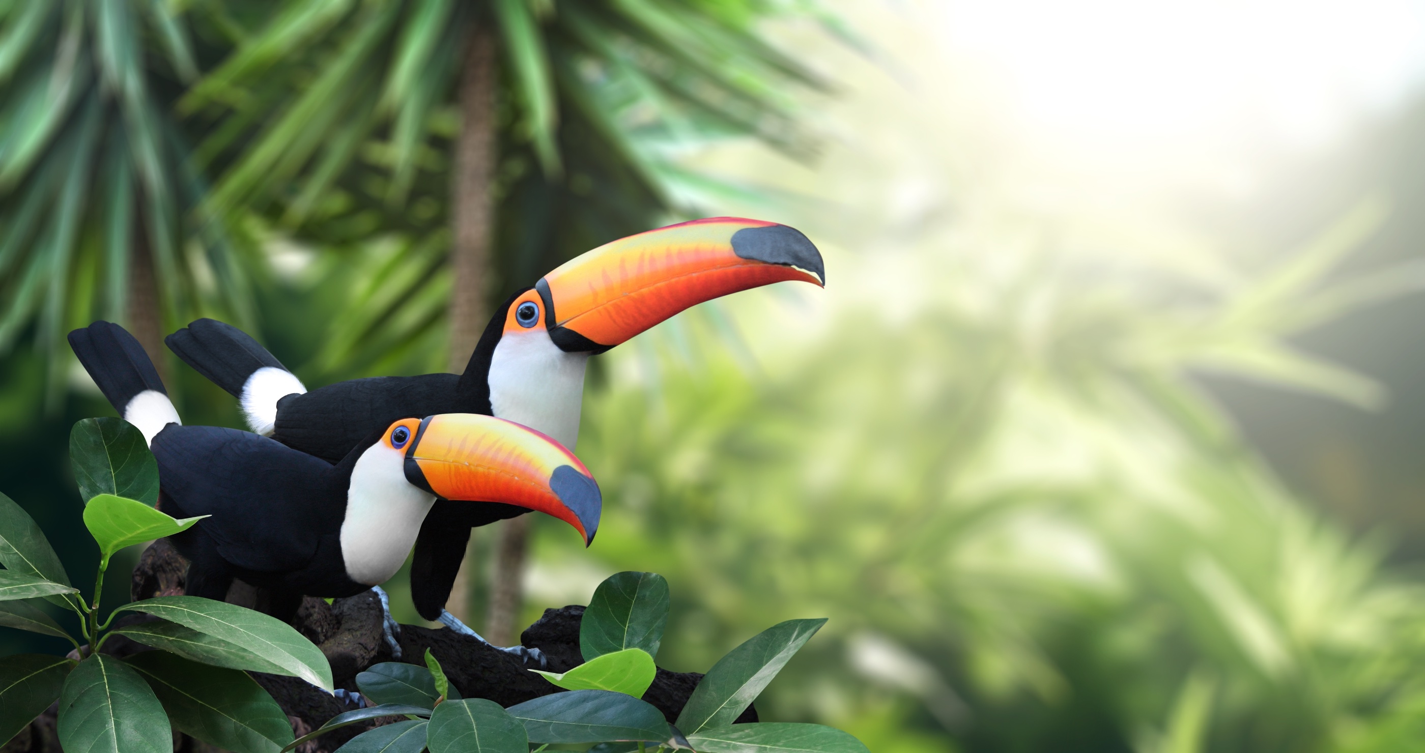 toucans are social