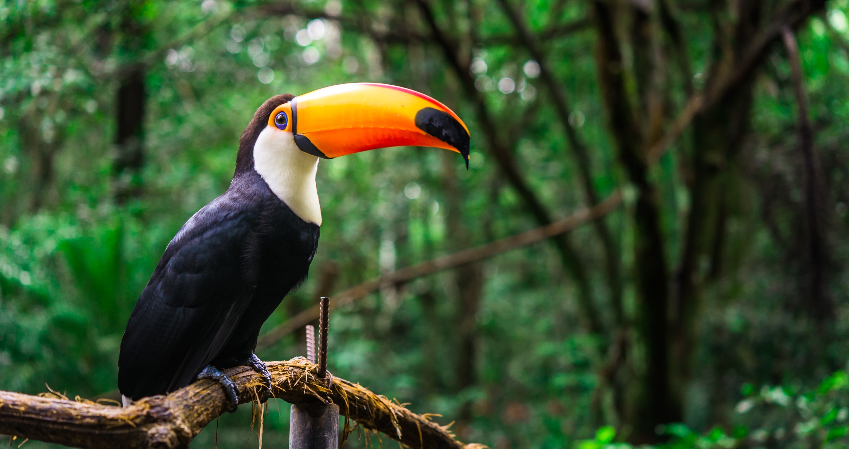 toucans got their name from the sounds they make