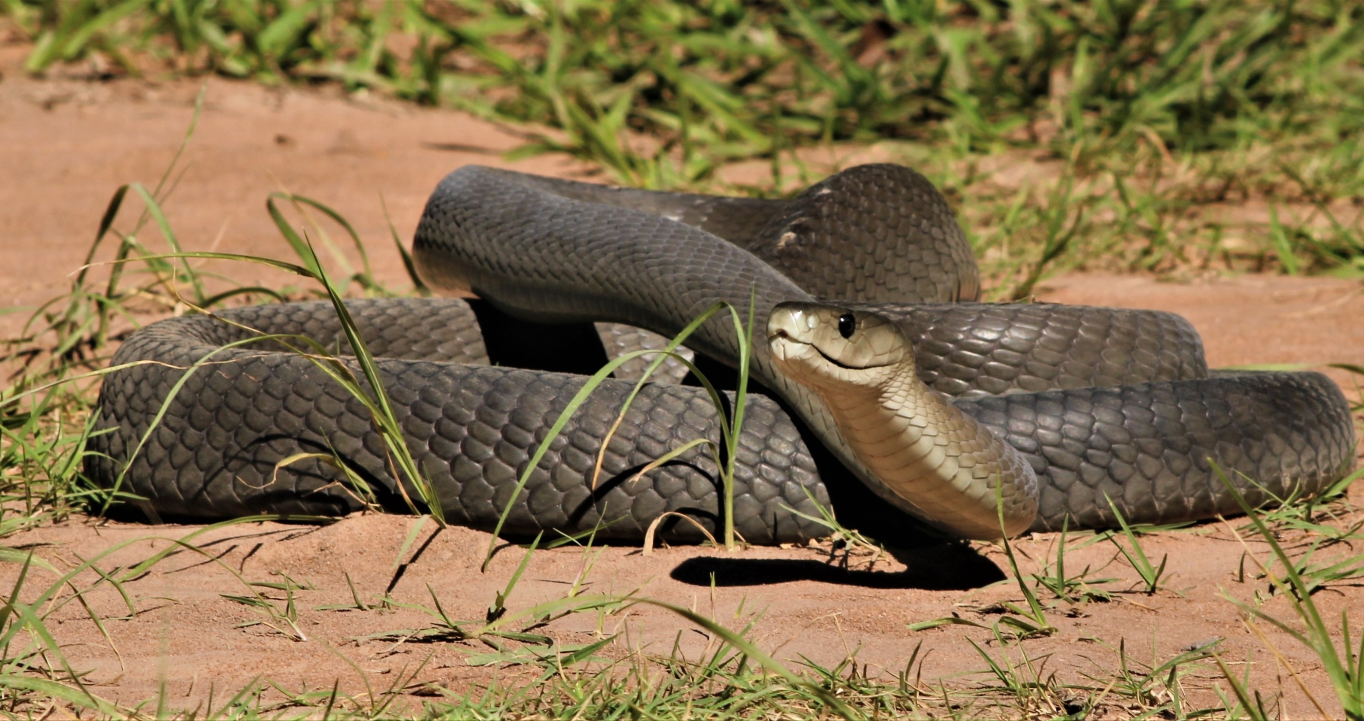 venomous snake black mamba